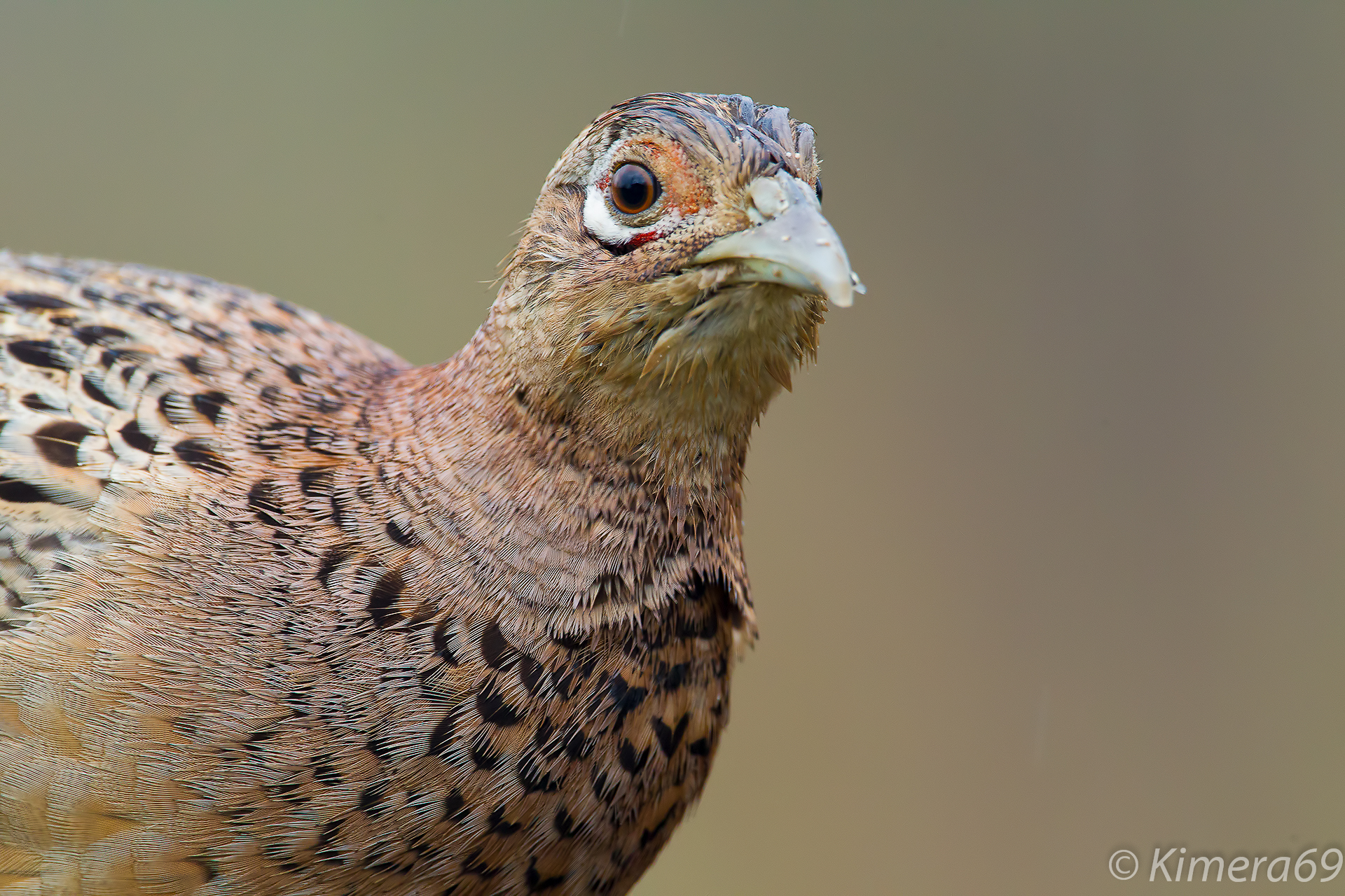 Phasianus colchicus - female -