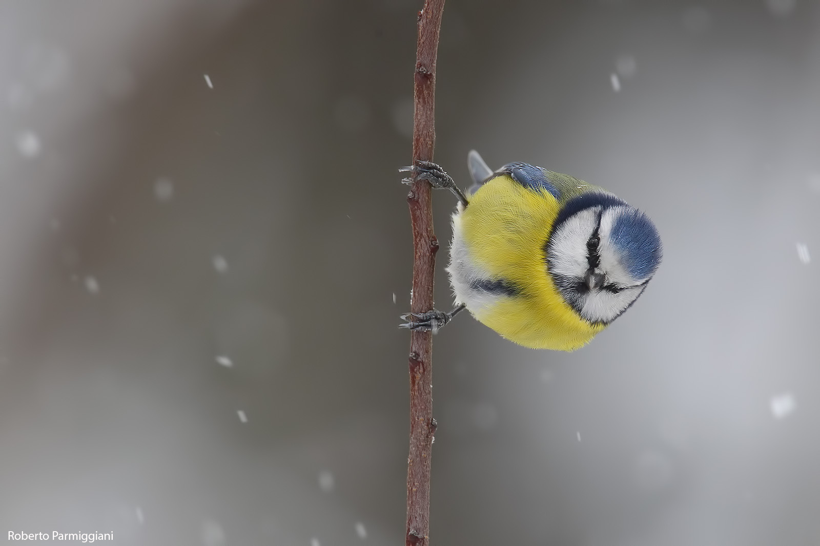 Cinciarella and snowfall