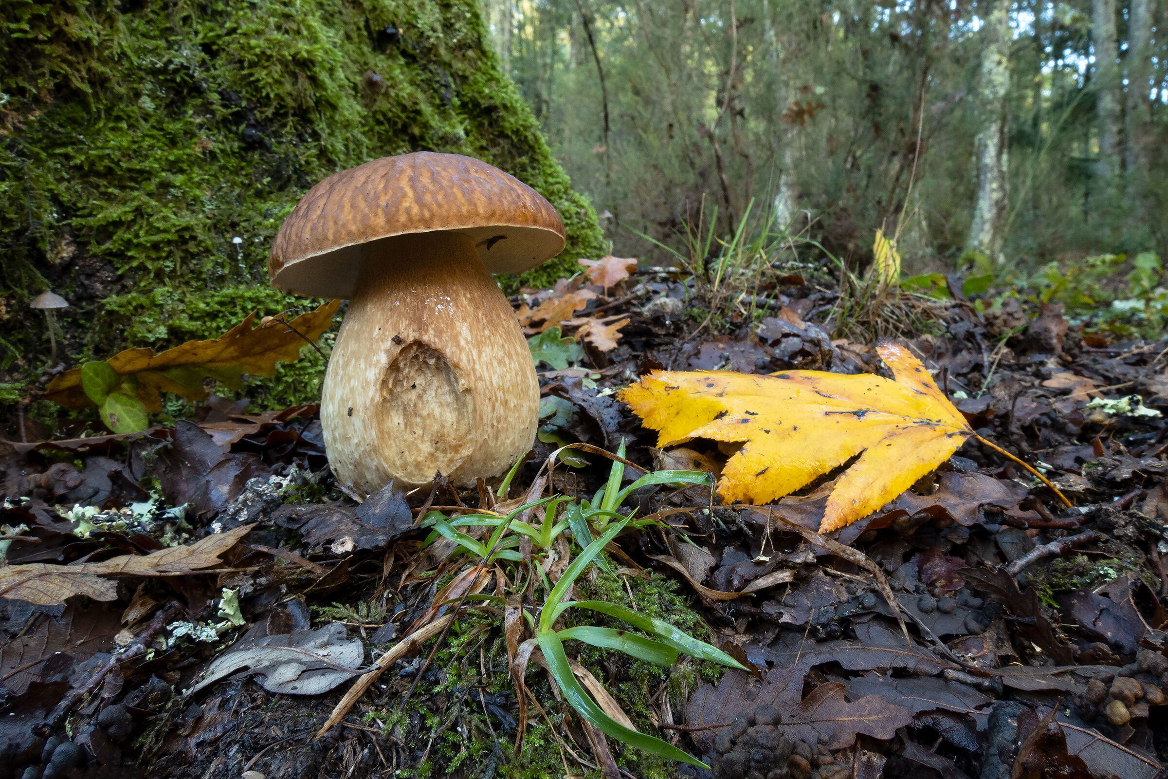 Boletus aestivalis