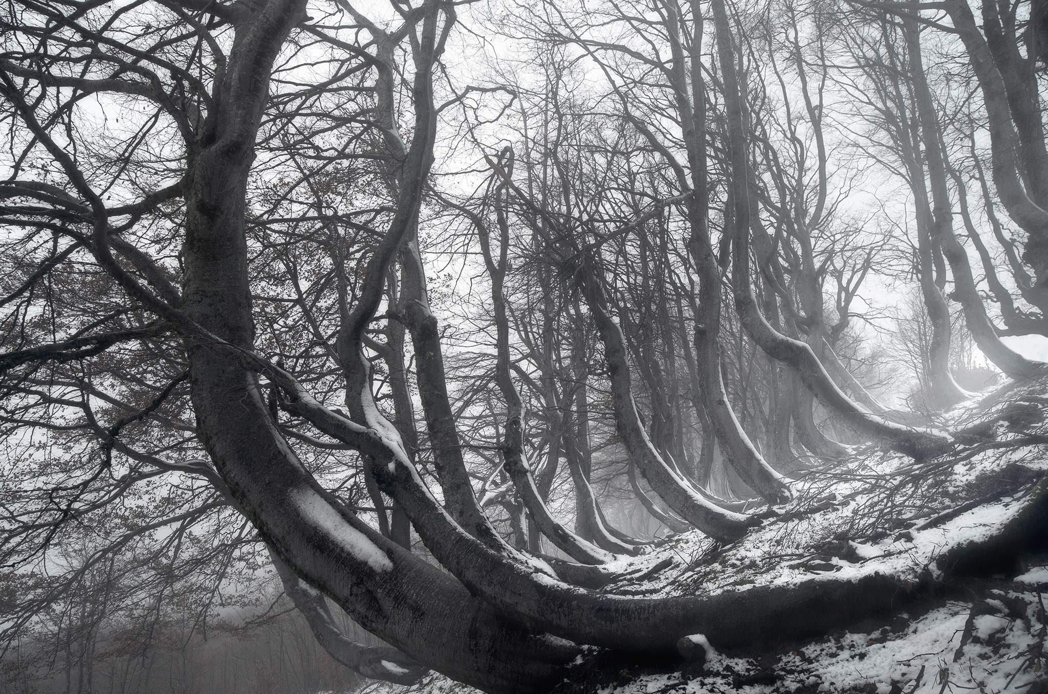 the silence of winter