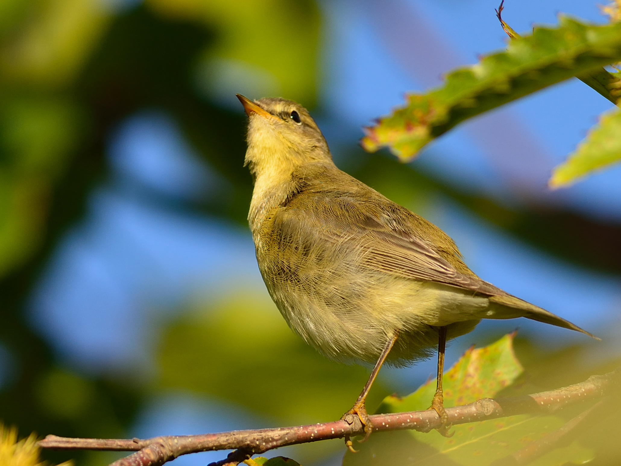 Willow warbler