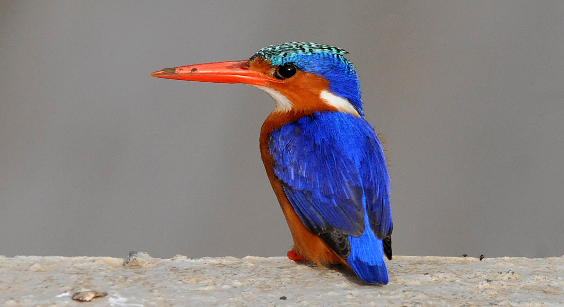 Malachite Kingfisher = Ethiopia - Tana Lake - Kunzila