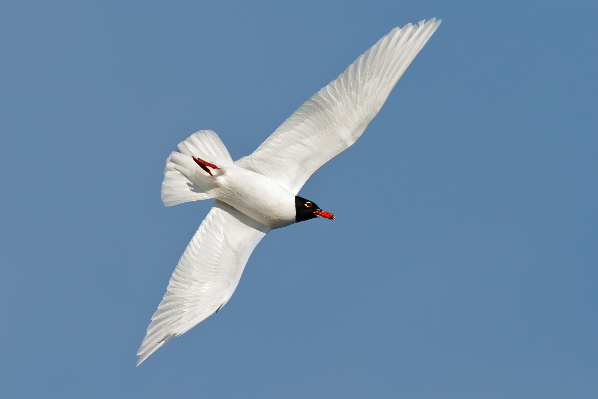 The white of the coral gull