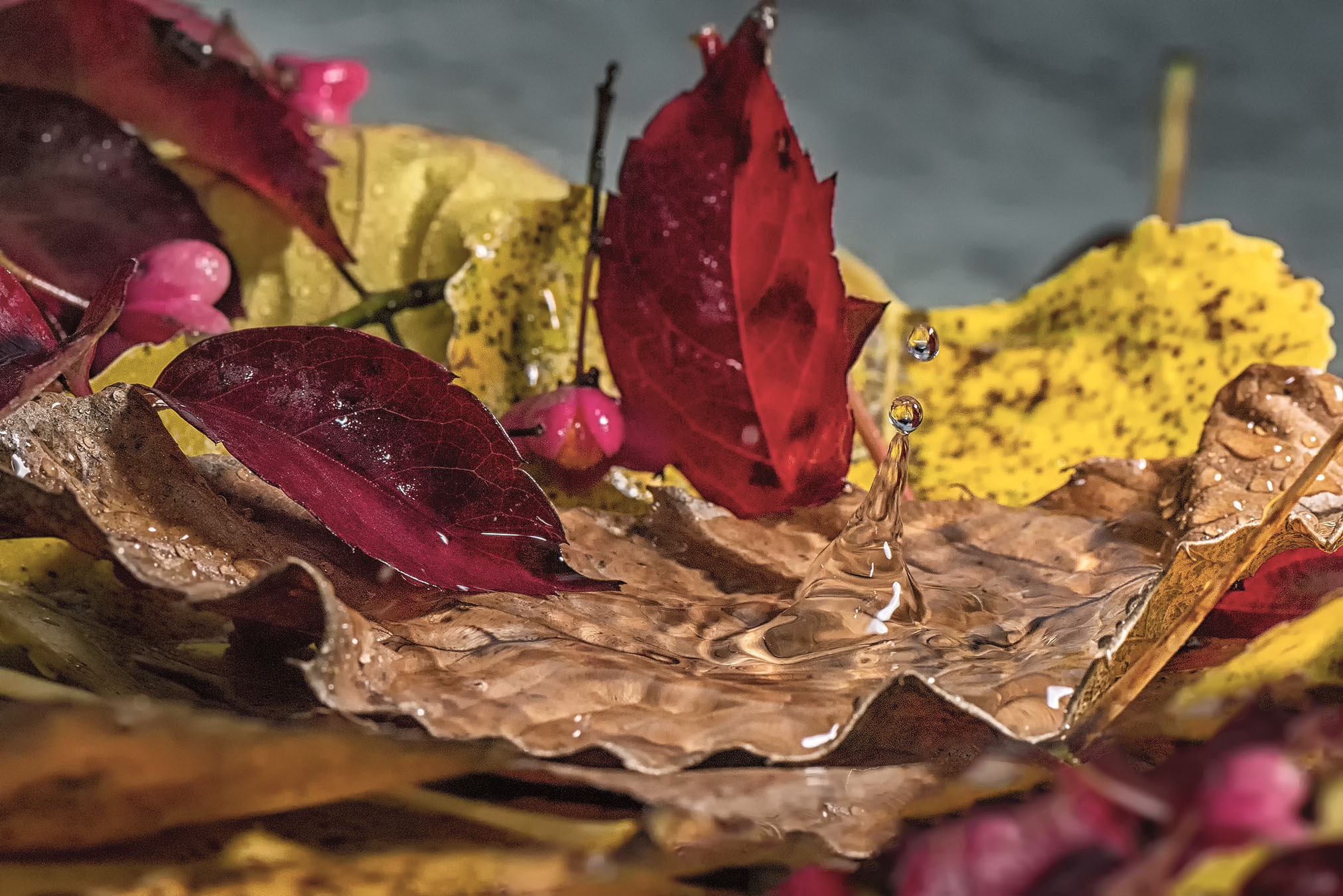 Autumn drops #1