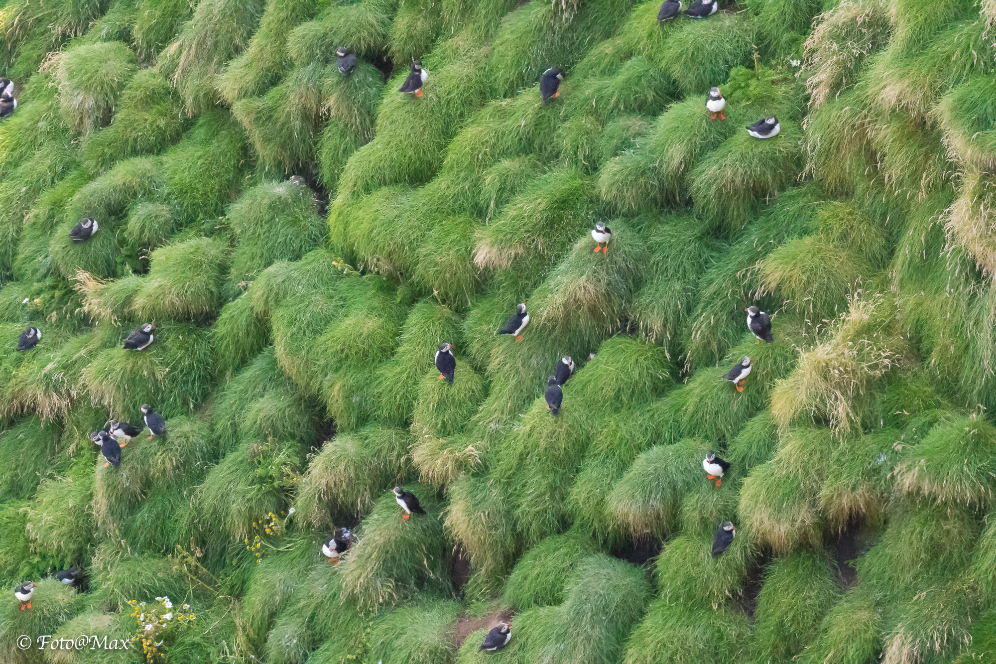 Little puffins grow ...