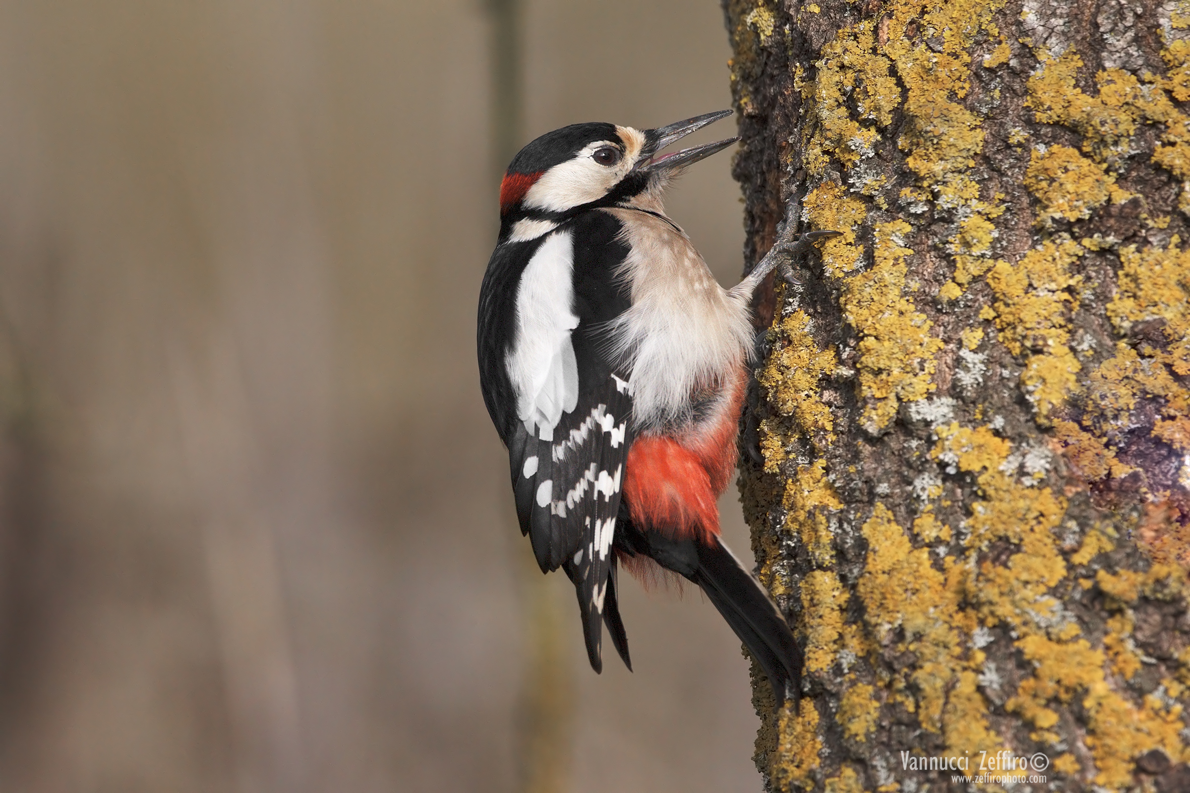 A bocca aperta io e lui picchio rosso maggiore