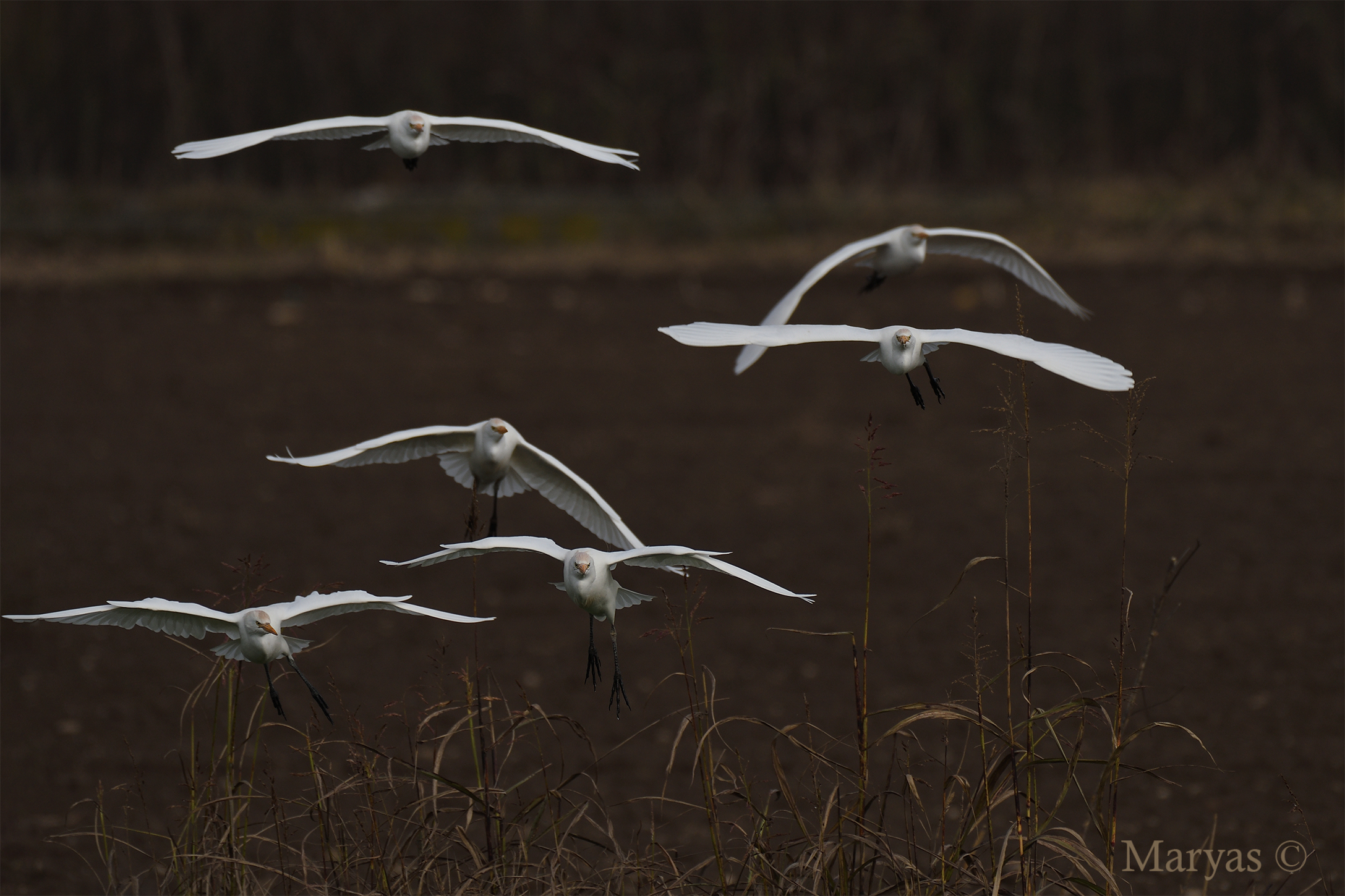 ...vermicelli tremate...stiamo arrivando!!