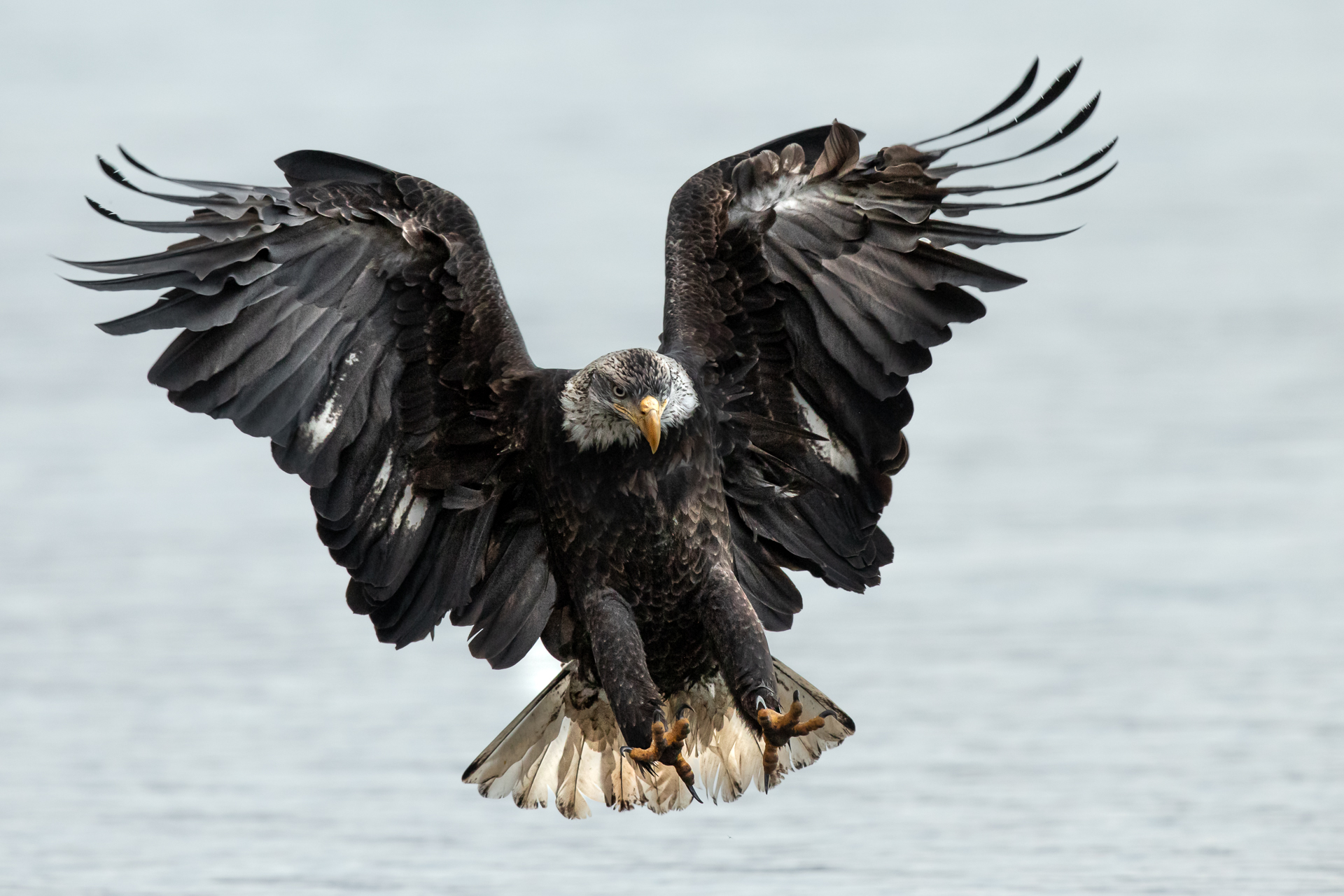 The hunt for the Chilkat River Eagle (Alaska)