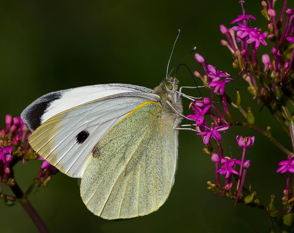 Pieris brassicae