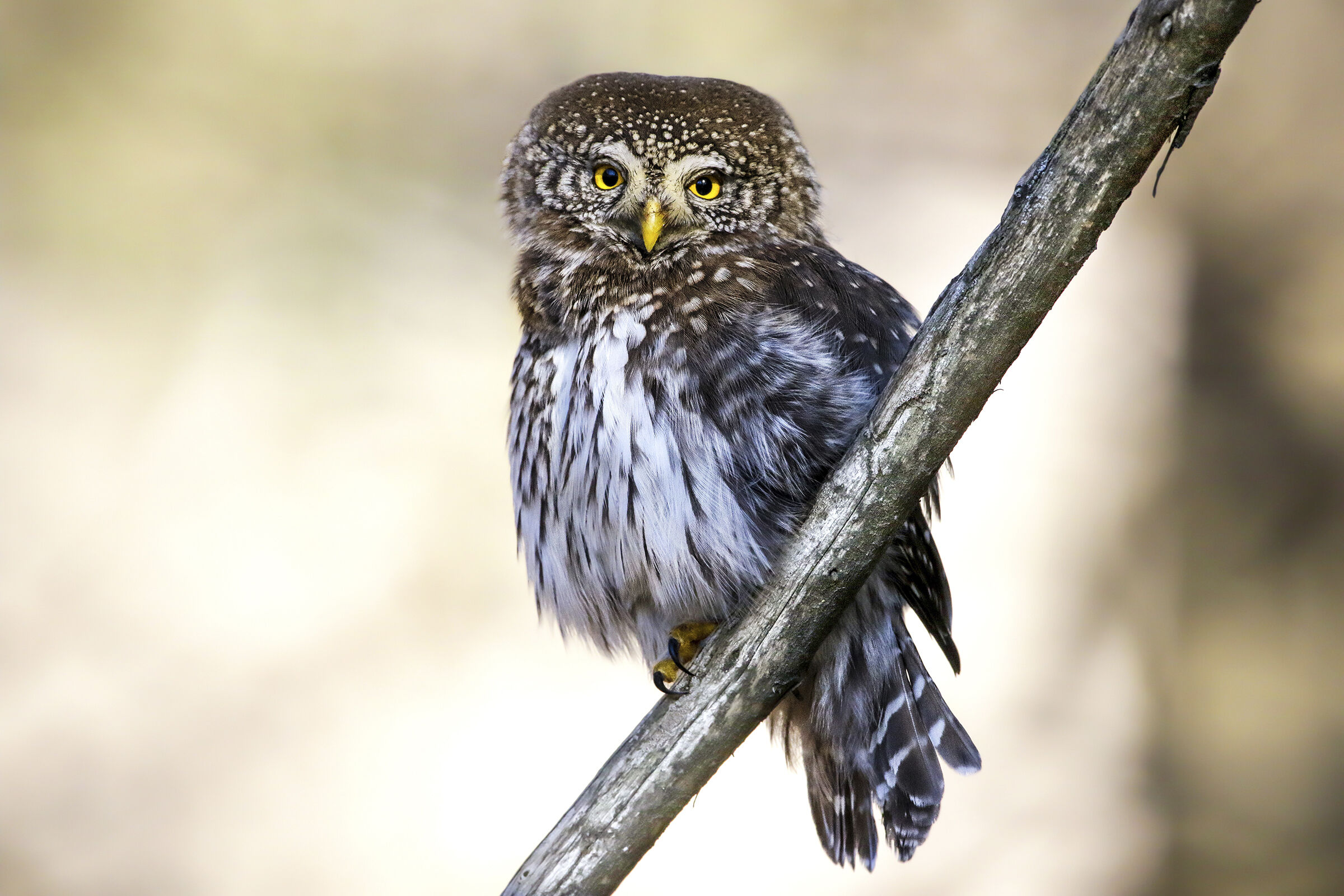 dwarf owl