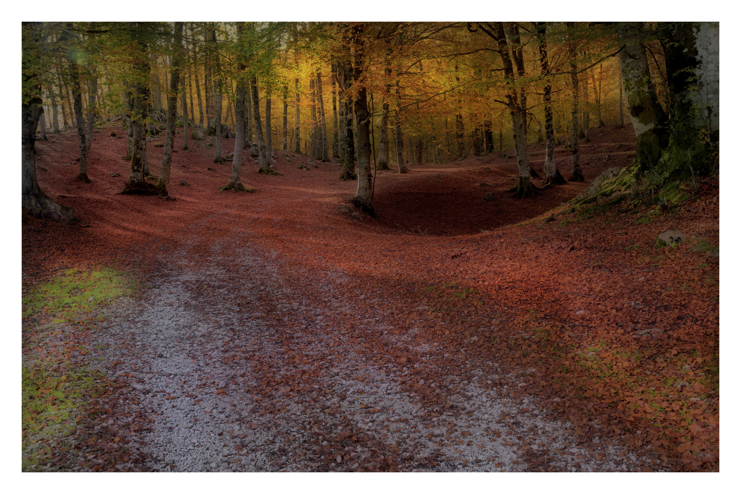 Tratturi boschivi autunnali