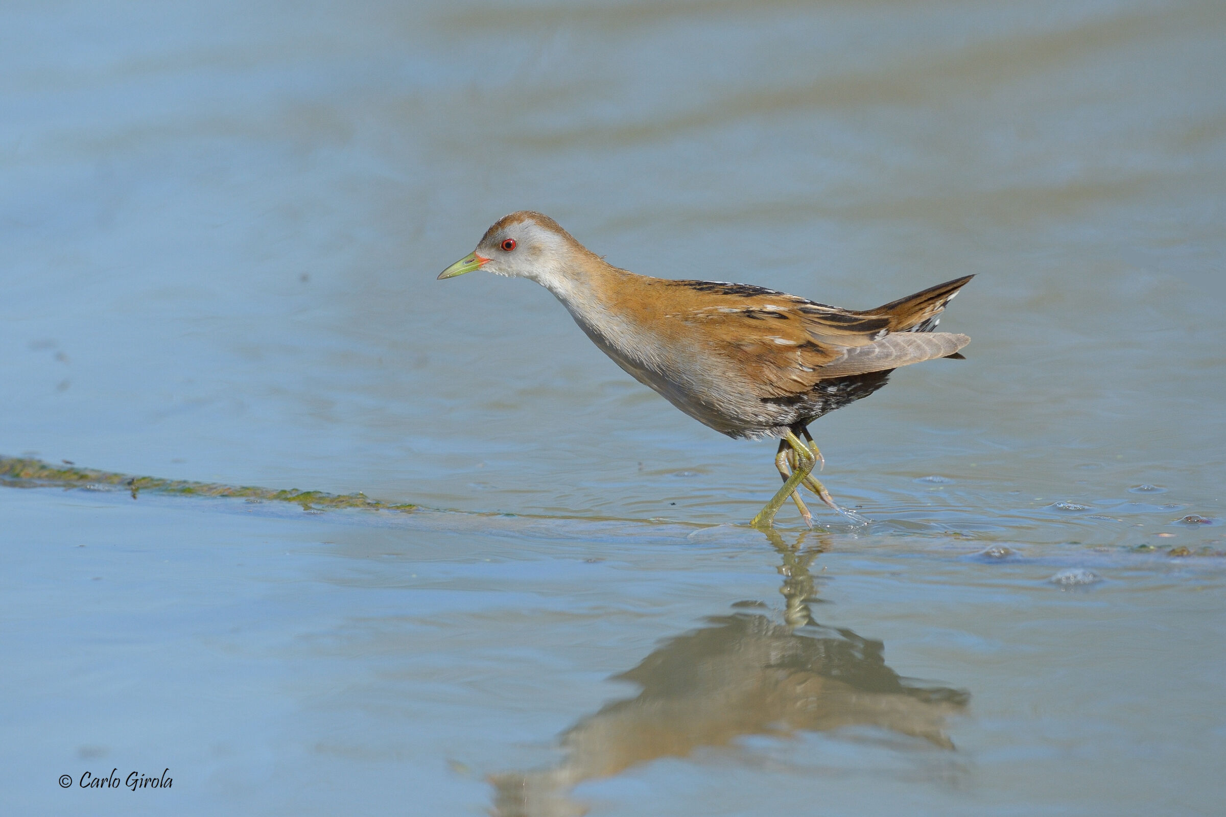 Schiribilla (Porzana parva)