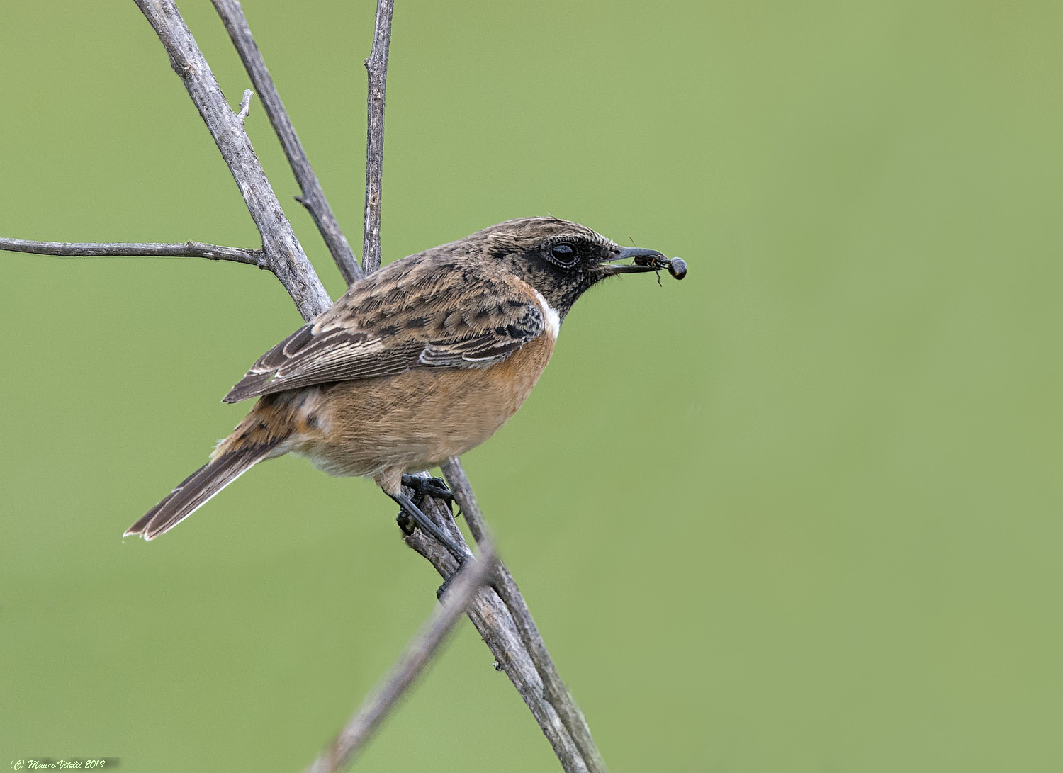 The Saltimpalo and the Ant