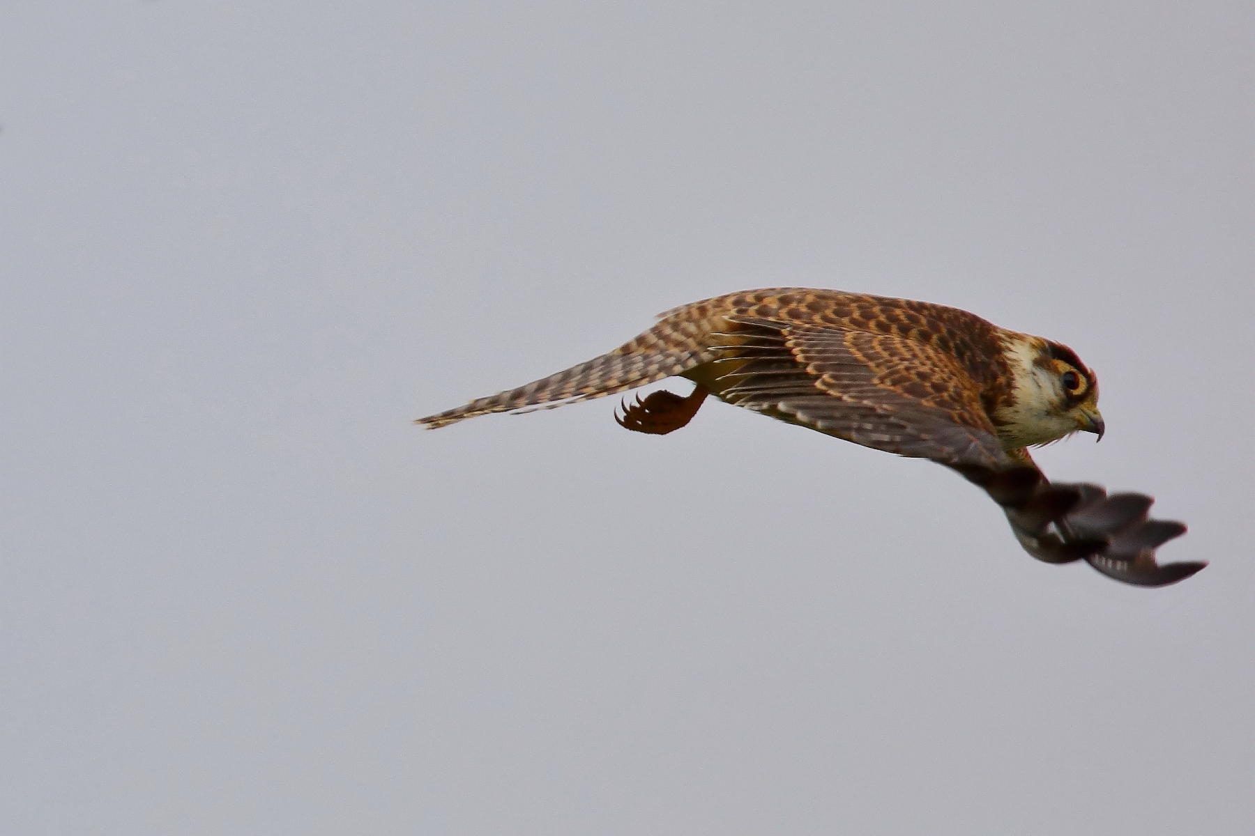 lo sguardo del cuculo