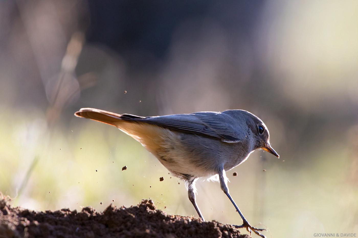 ... Veneto rally 2019...