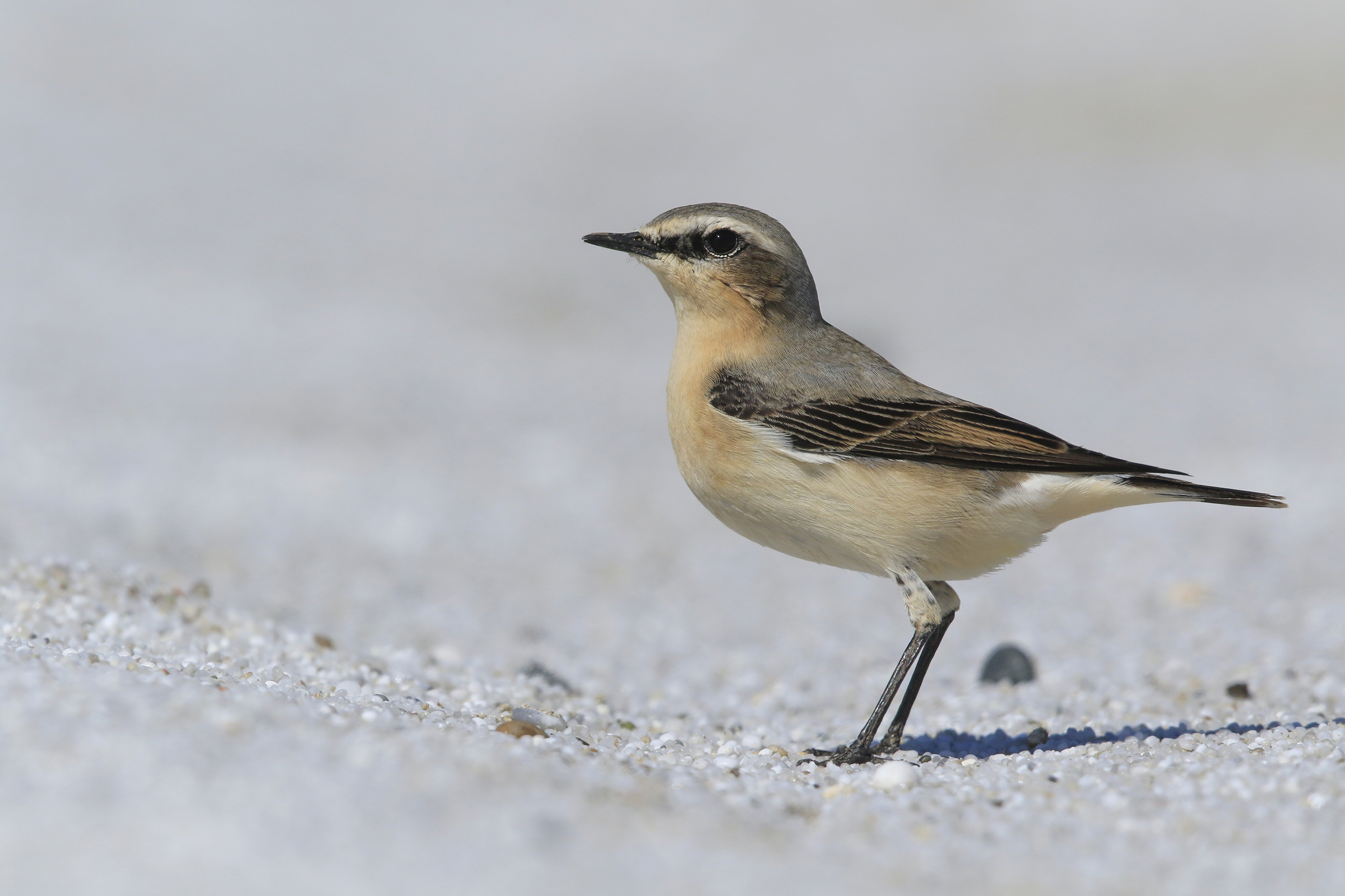 culwhite on quartz beach