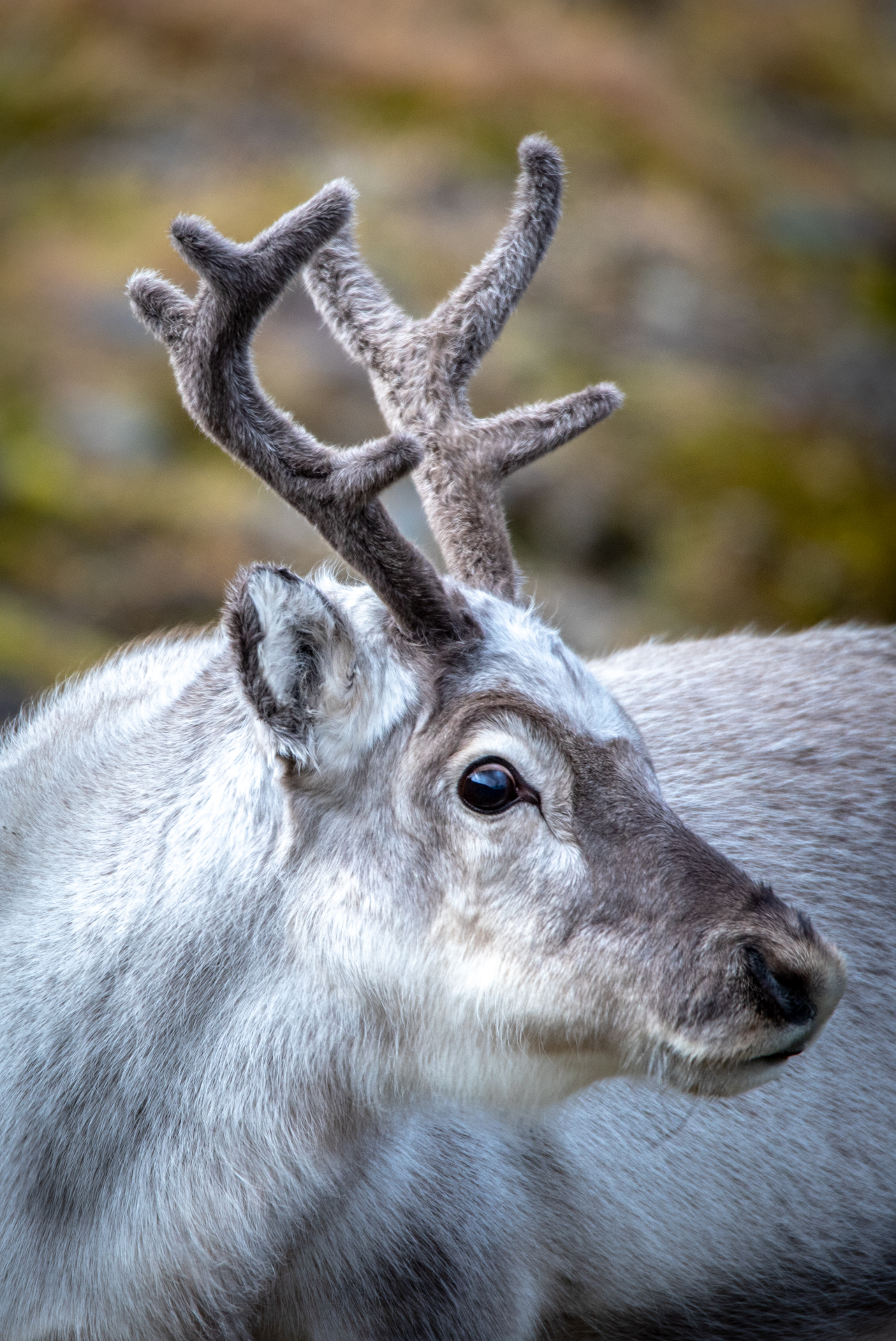 Renna a Longyearbyen