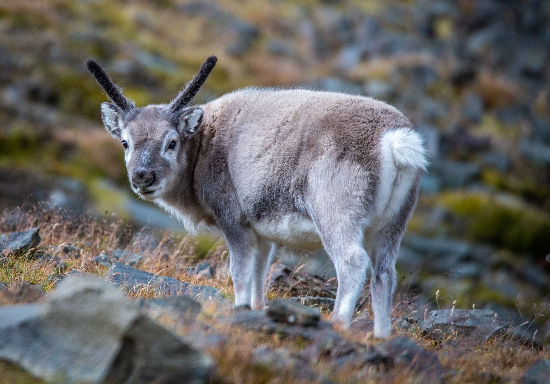 Renna a Longyearbyen