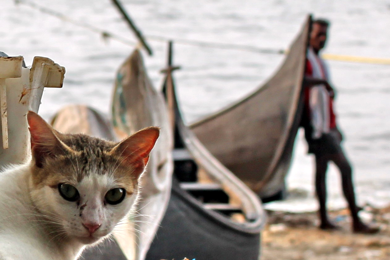 cat - tamil nadu india