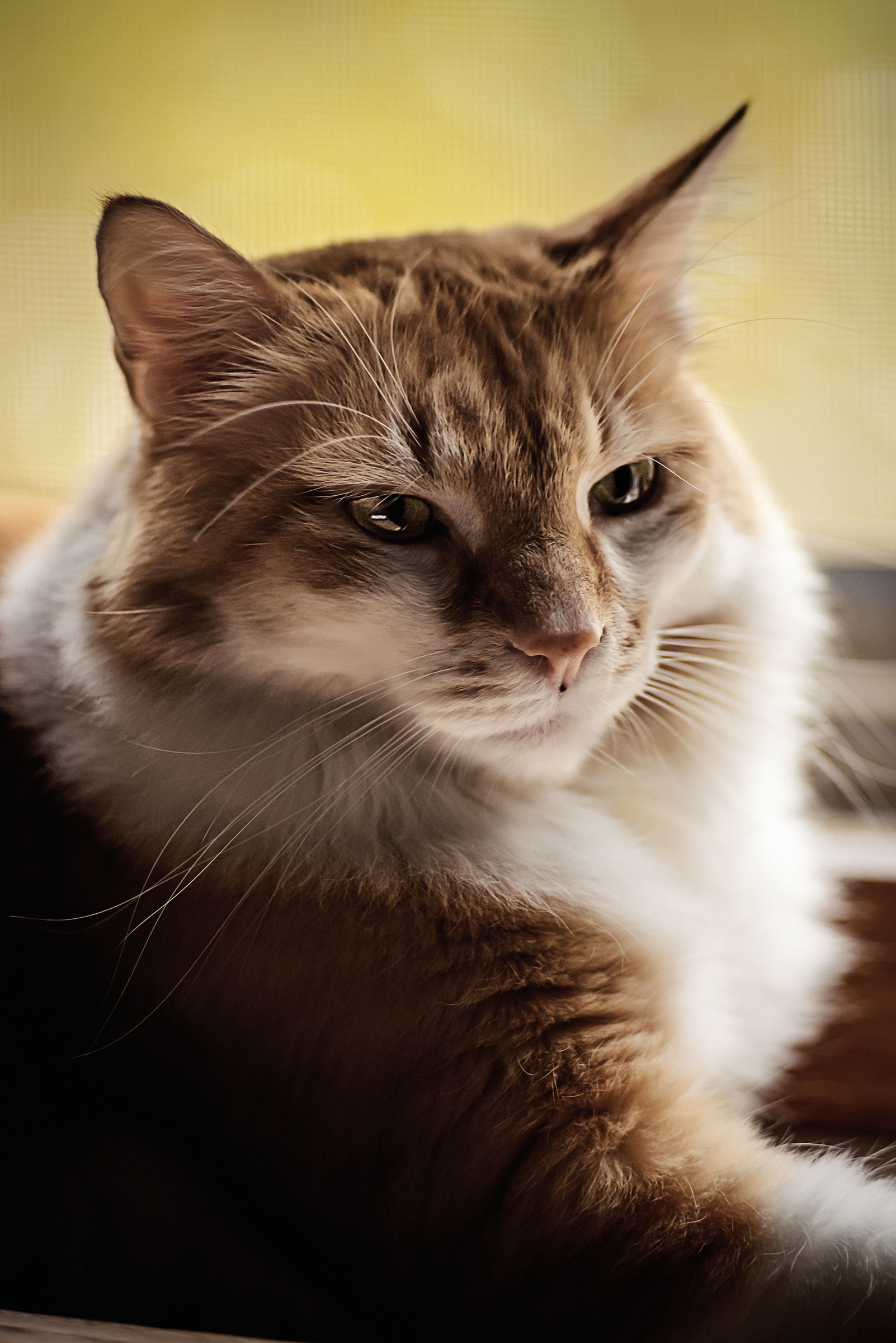 Ritratto FF micioso a 135mm