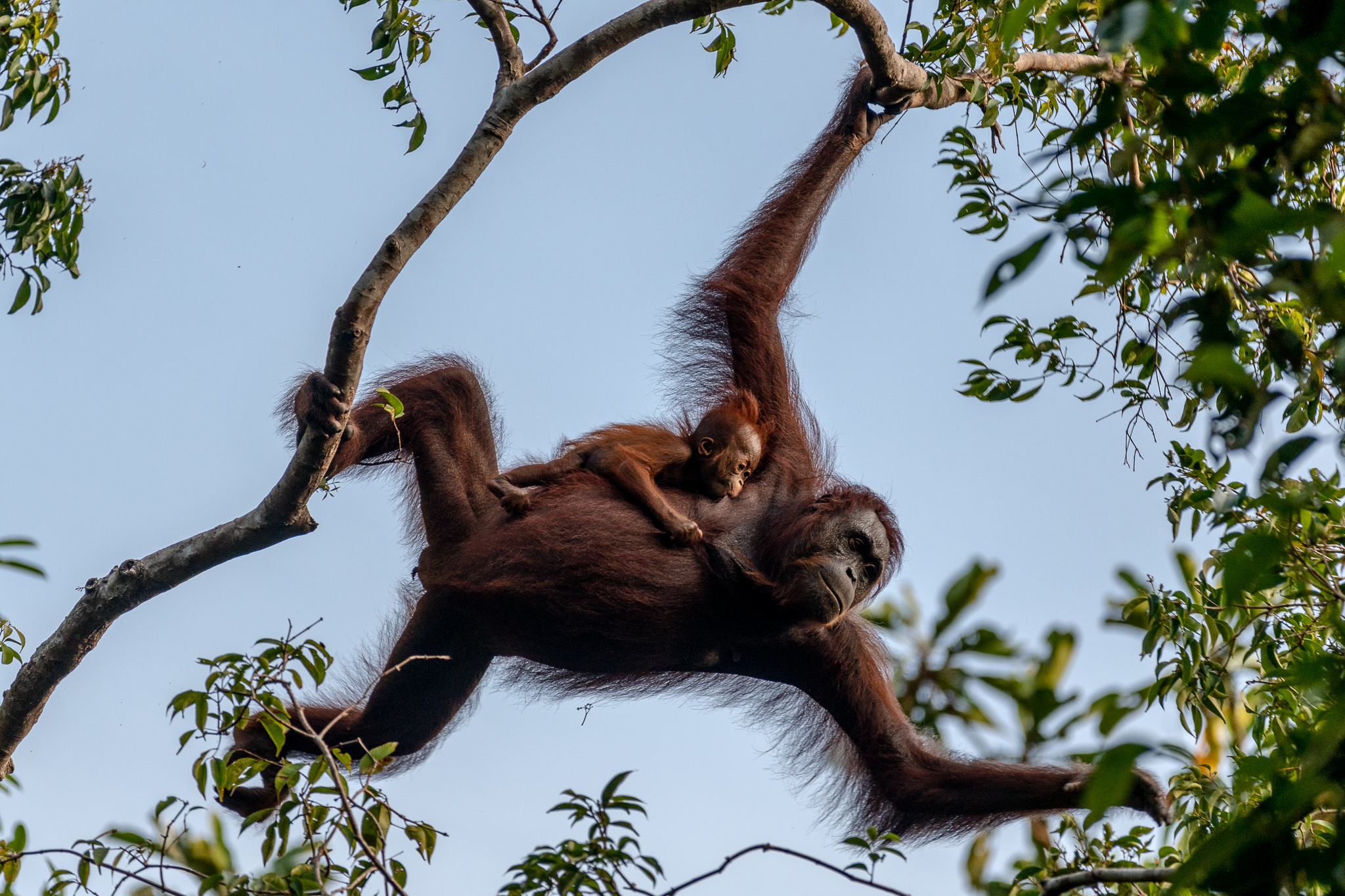 Orangutan with small