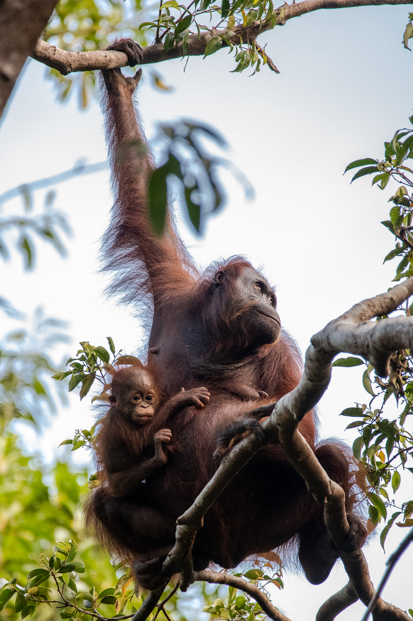 Orangutan with small