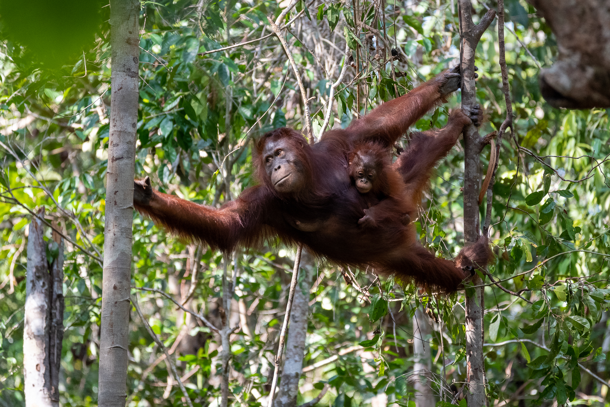 Orangutan with small
