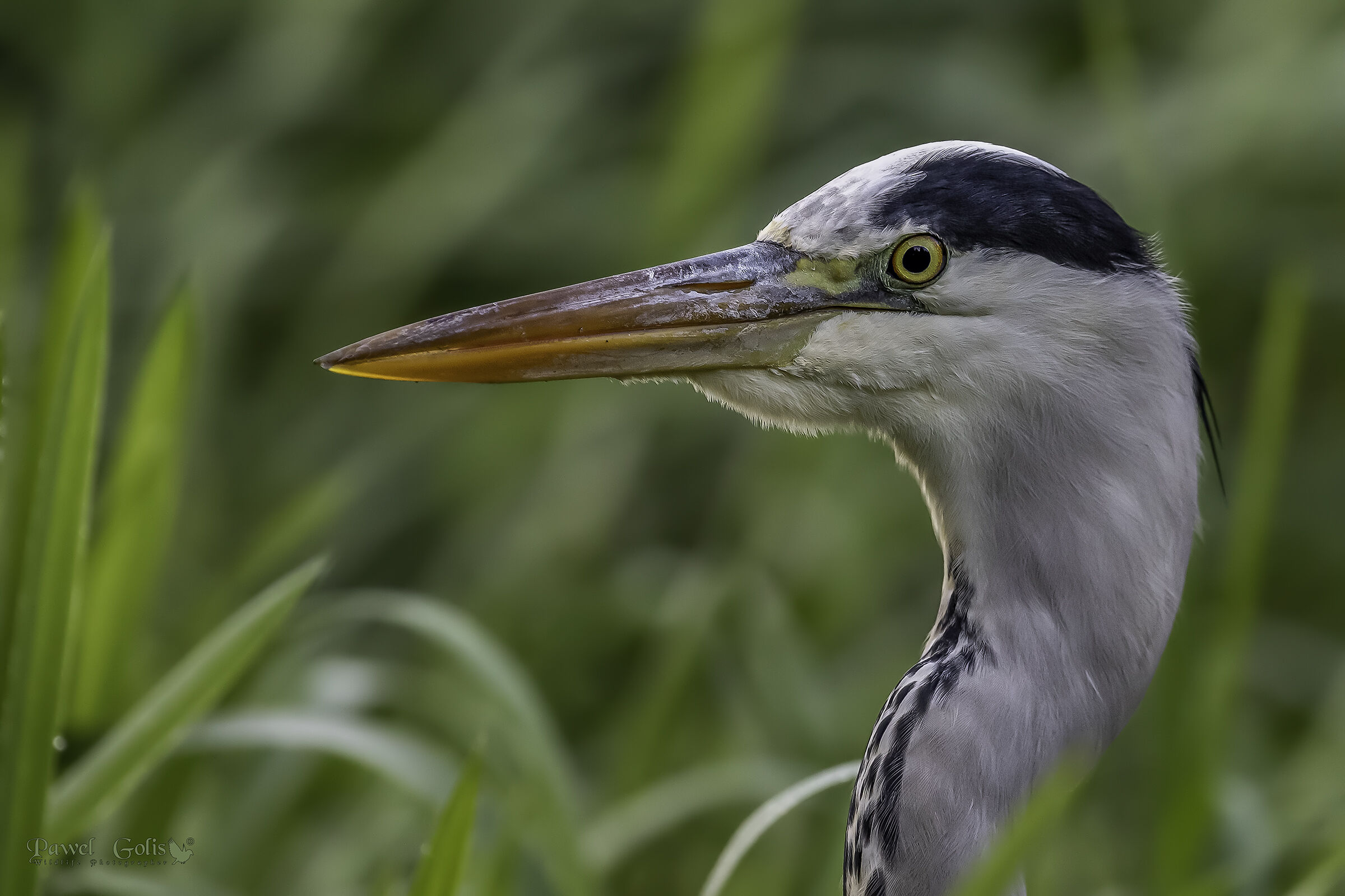Aironi grigi (Ardea cinerea)