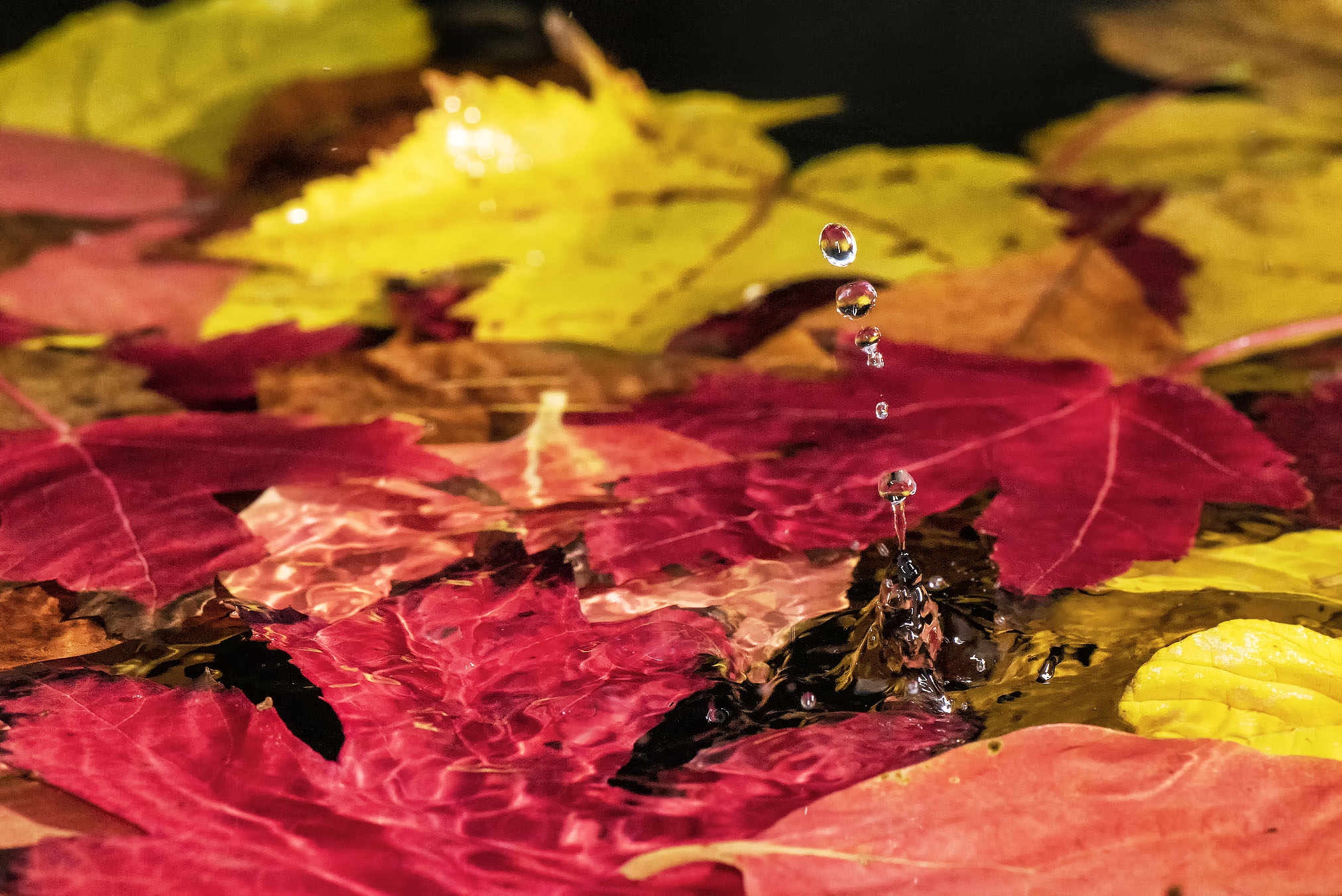 Autumn drops #4