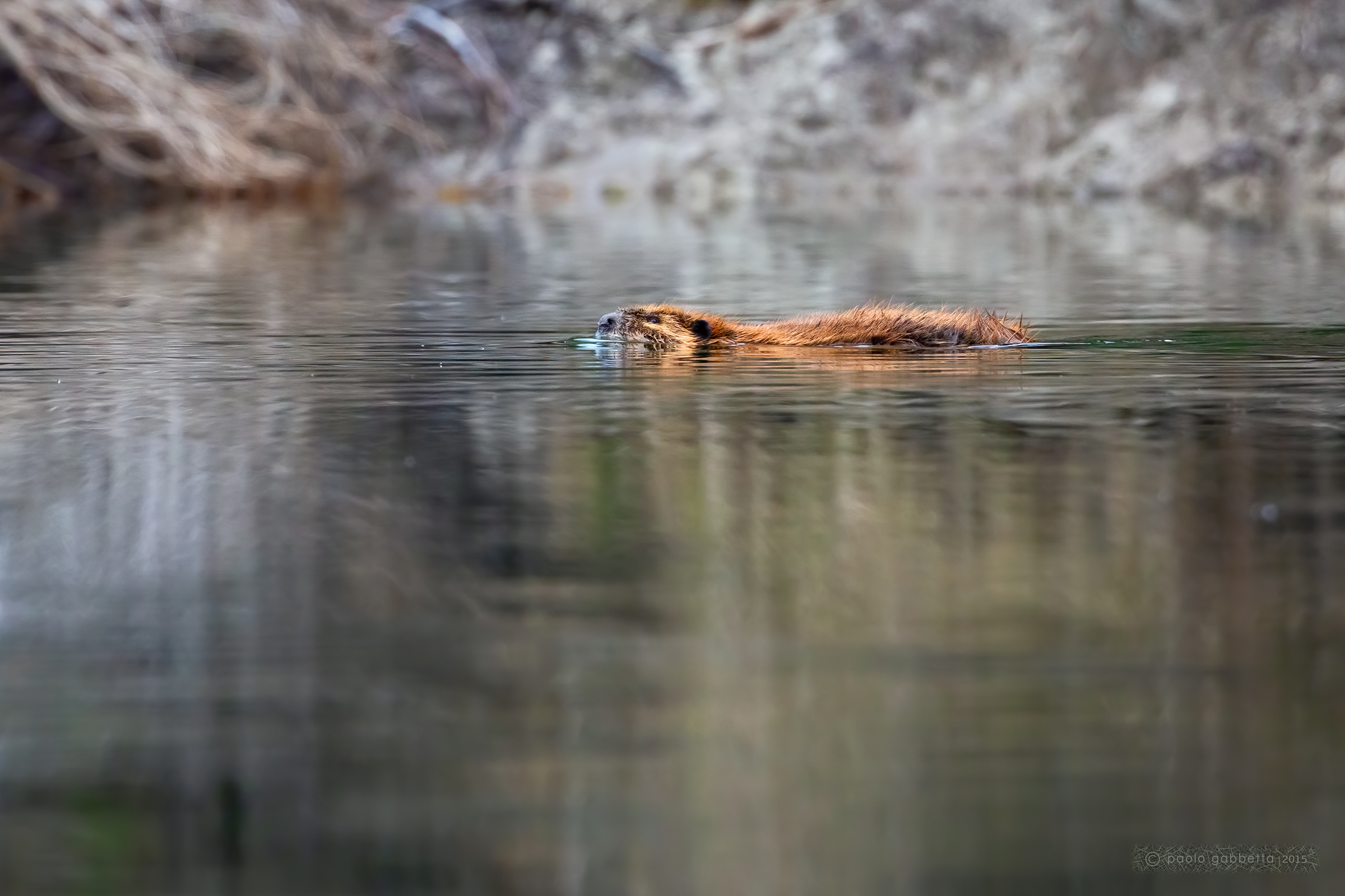 Beaver