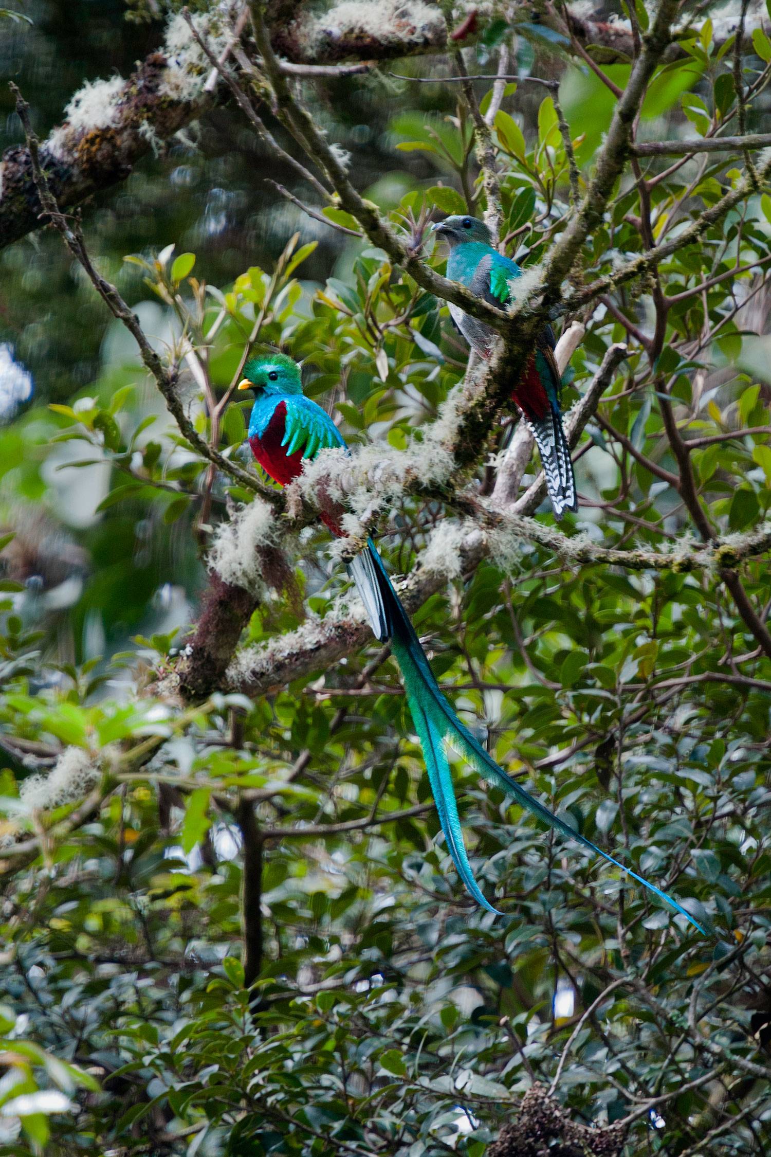 maschio e femmina di Quetzal splendente