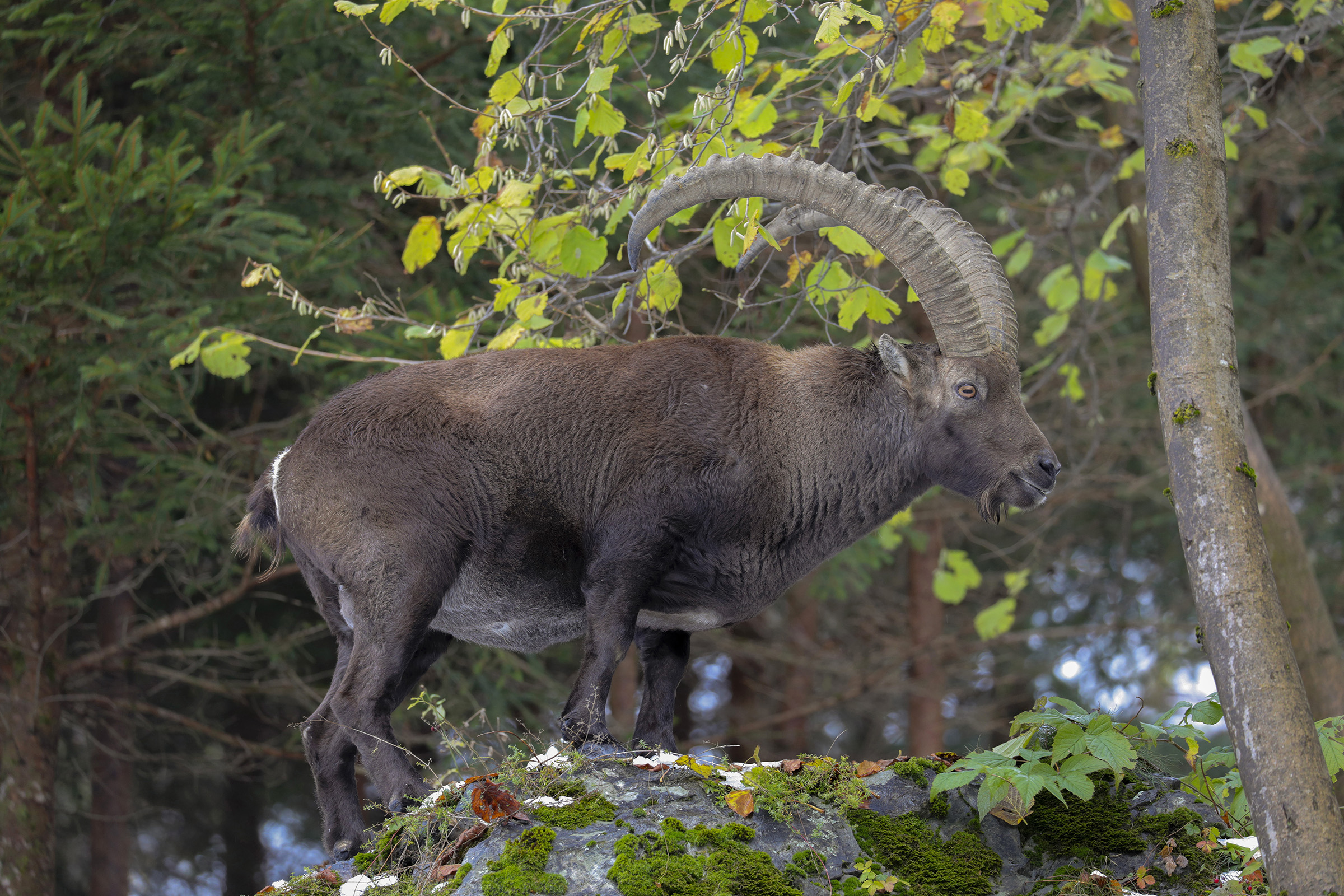 ibex in mixed mosco