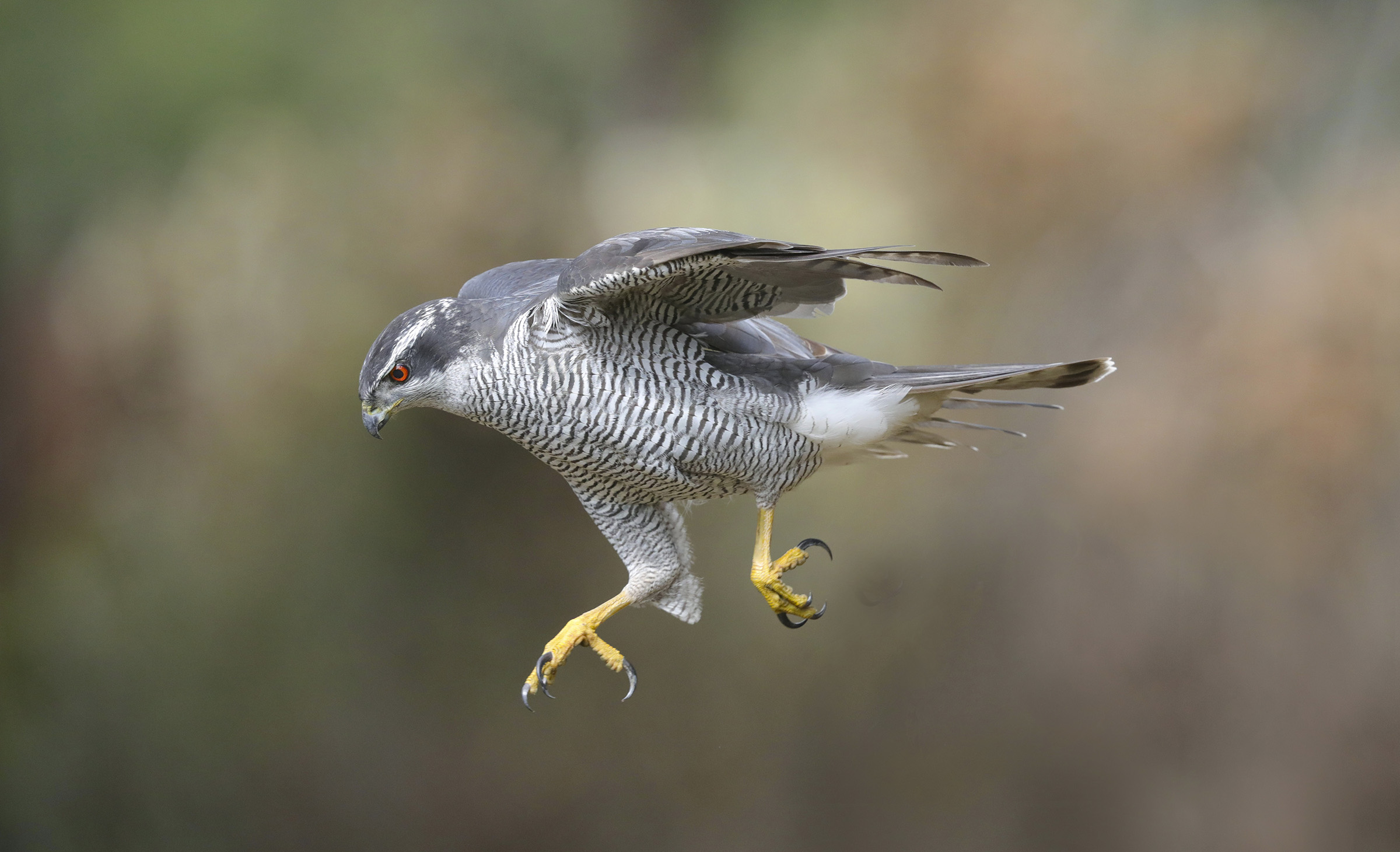 the jump of the goshawk