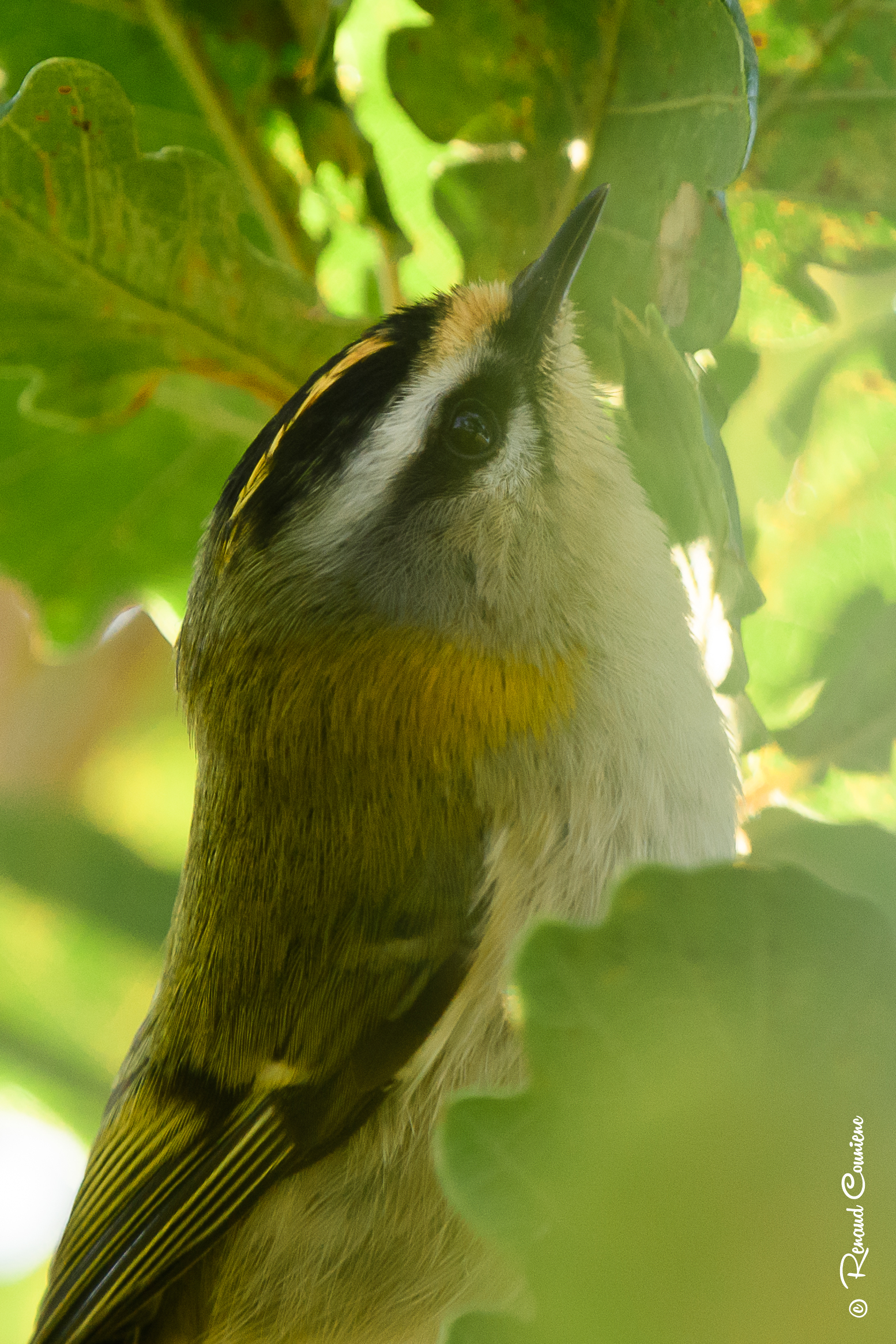 Regulus ignicapilla portrait