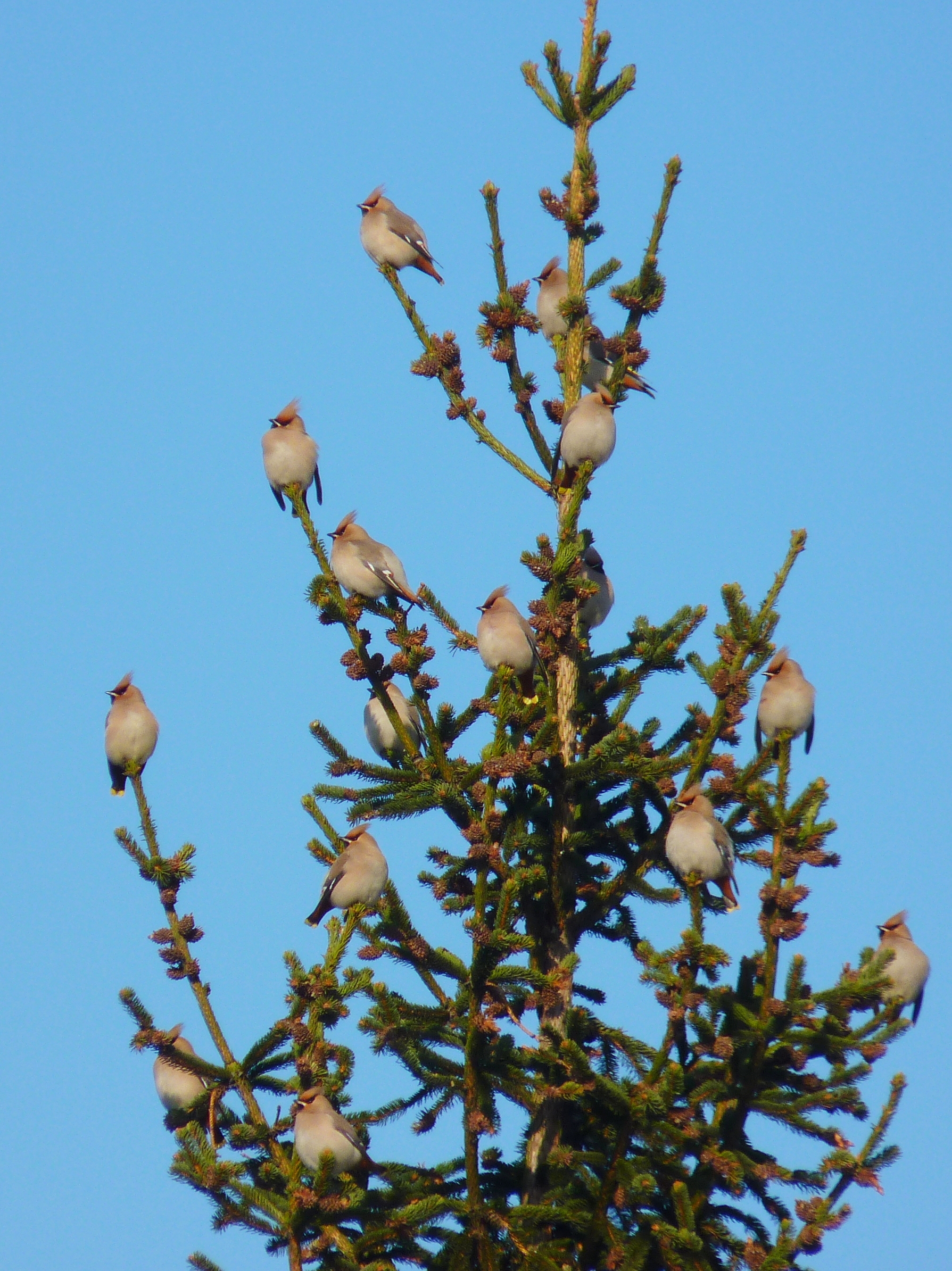 Waxwing 2
