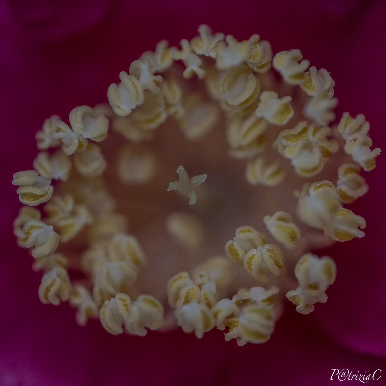 __popcorn__(floreali)