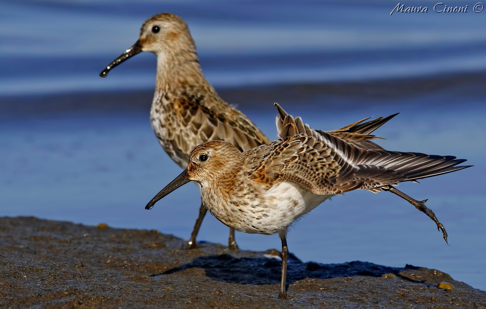 Piovanelli Pancianera