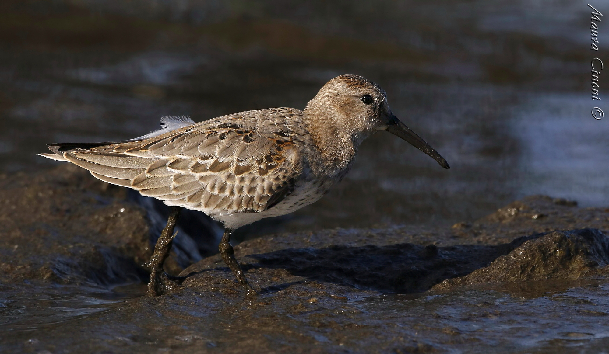 Piovanello Pancianera