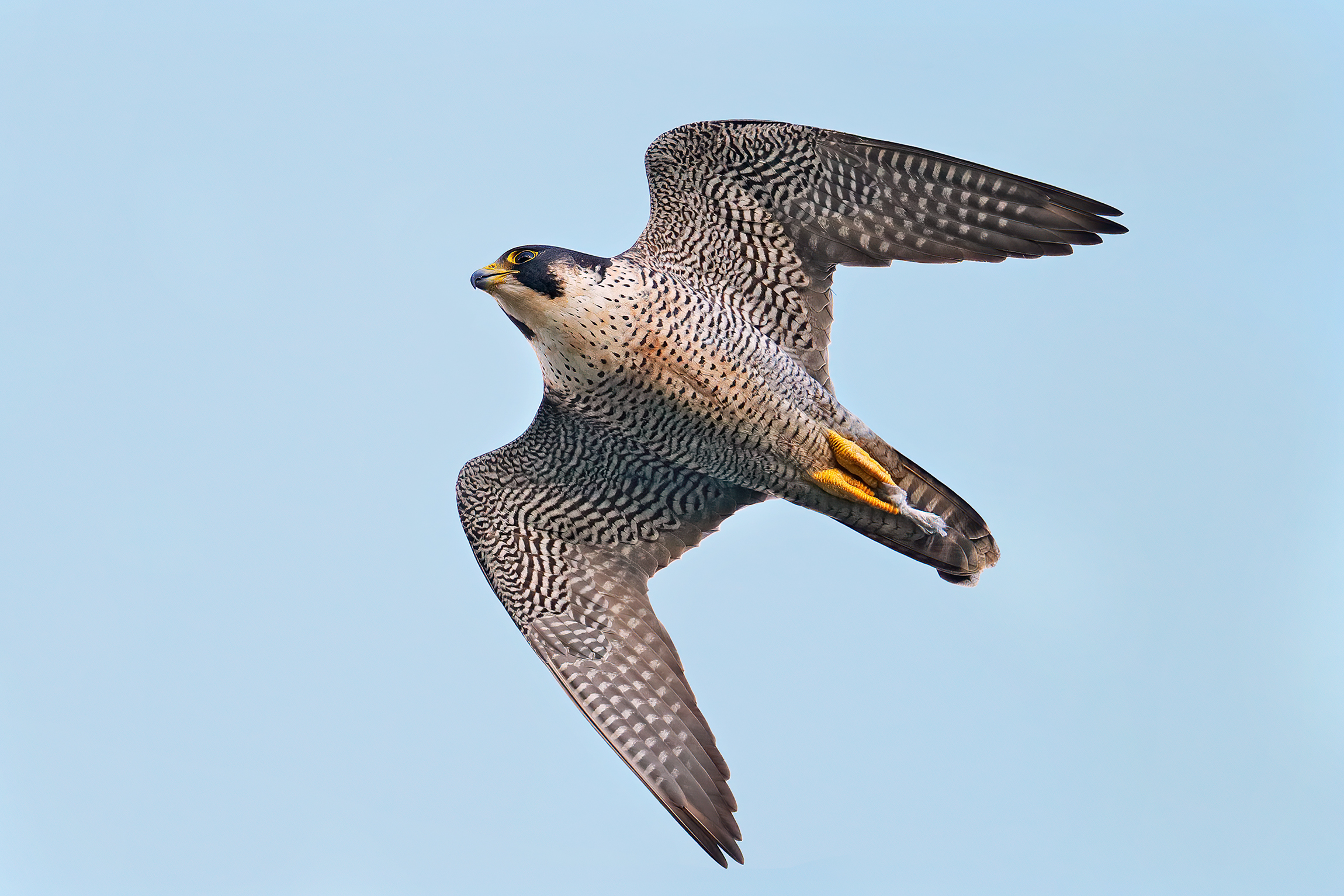 Falco pellegrino - maschio