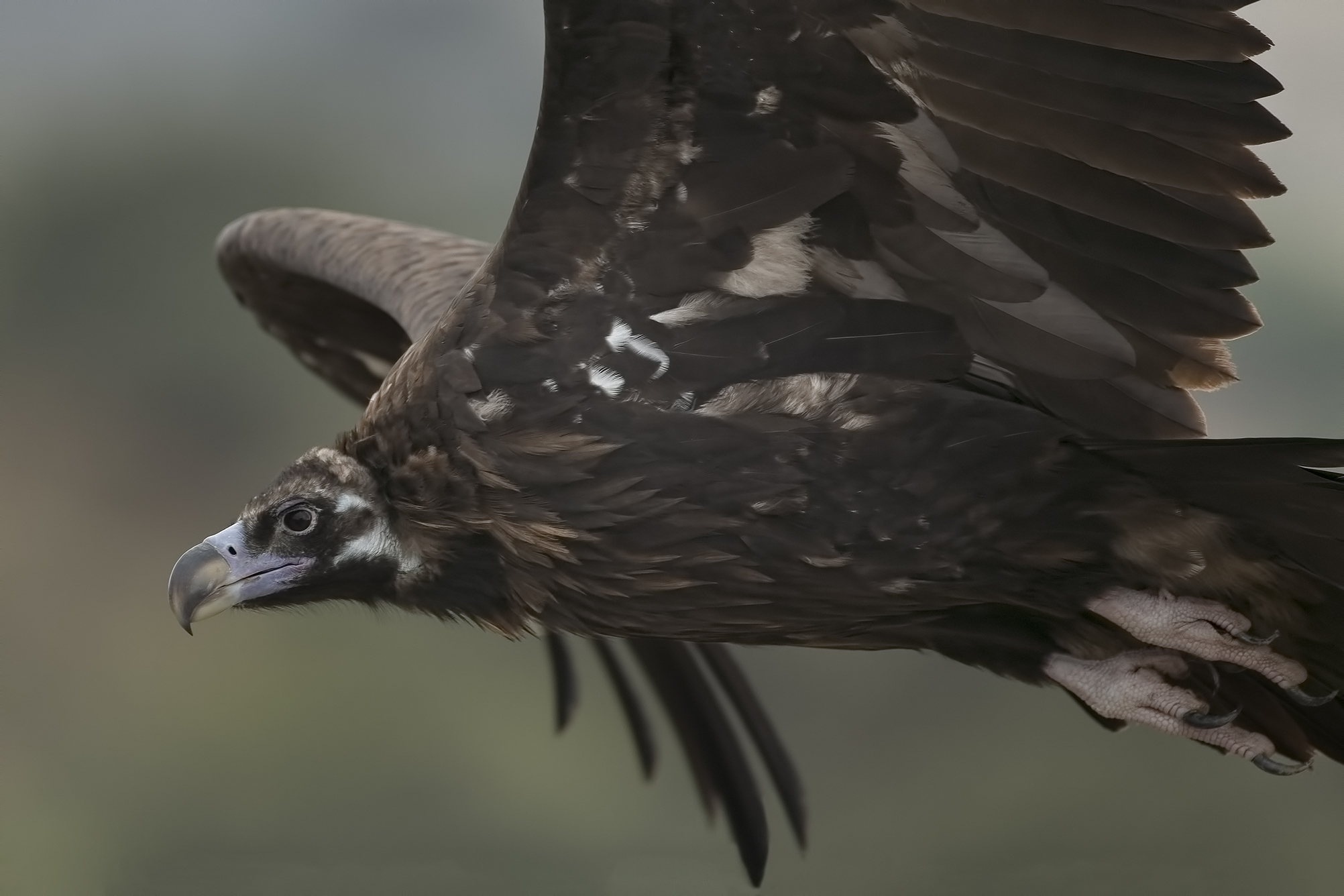 One-on-one with the Monaco in flight