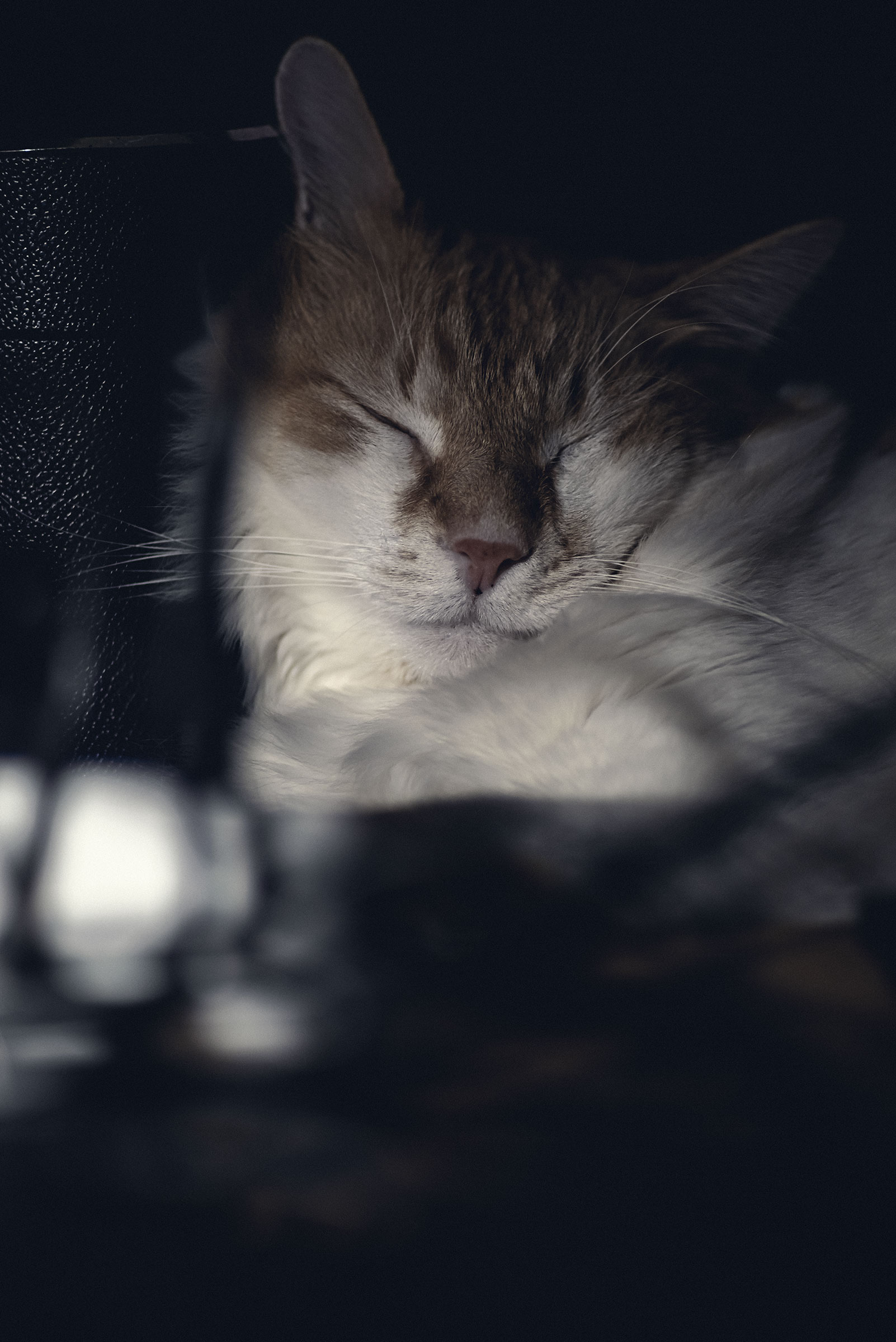 RonFF, notturno a 135mm sul mio davanzale