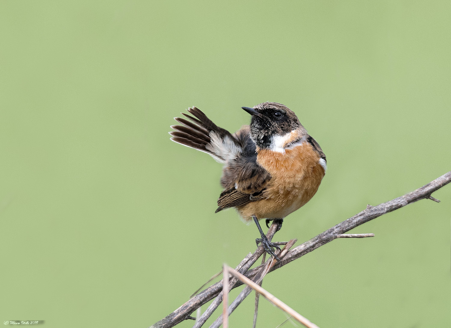 Male Saltimpalo (Saxicola torquatus)