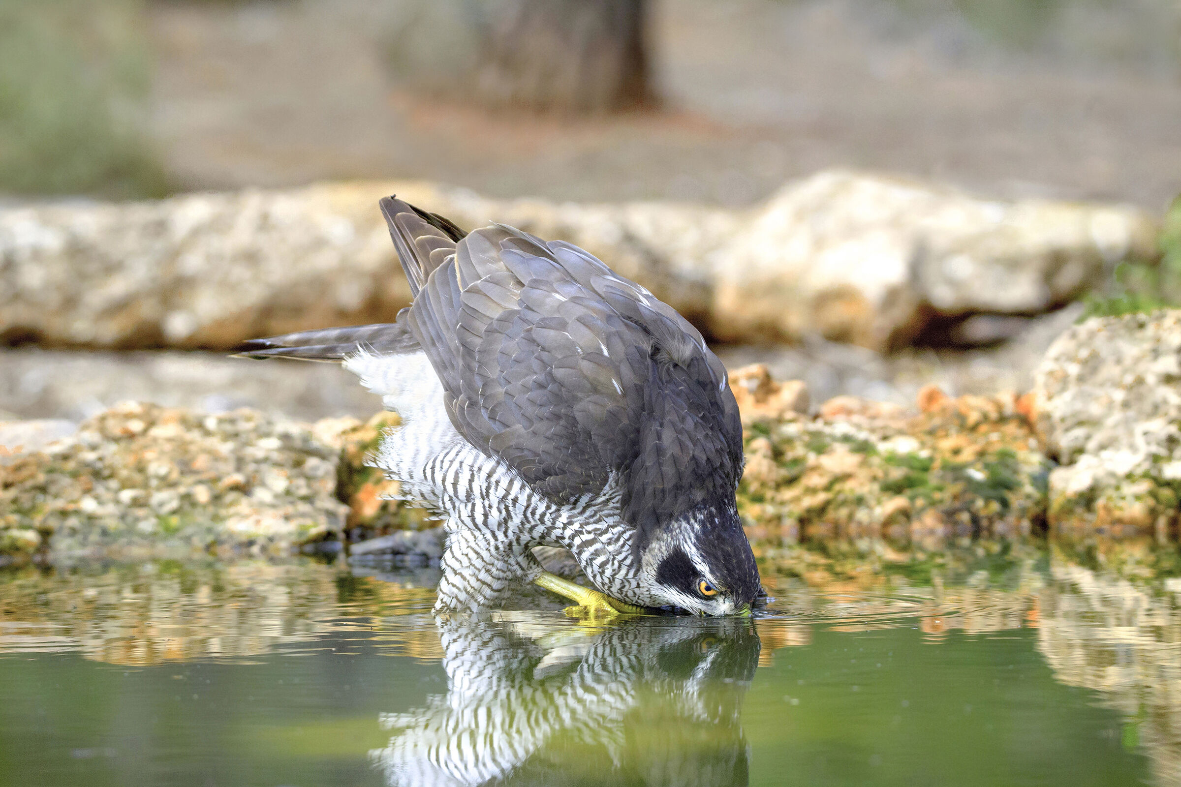 watered with reflection, goshawk