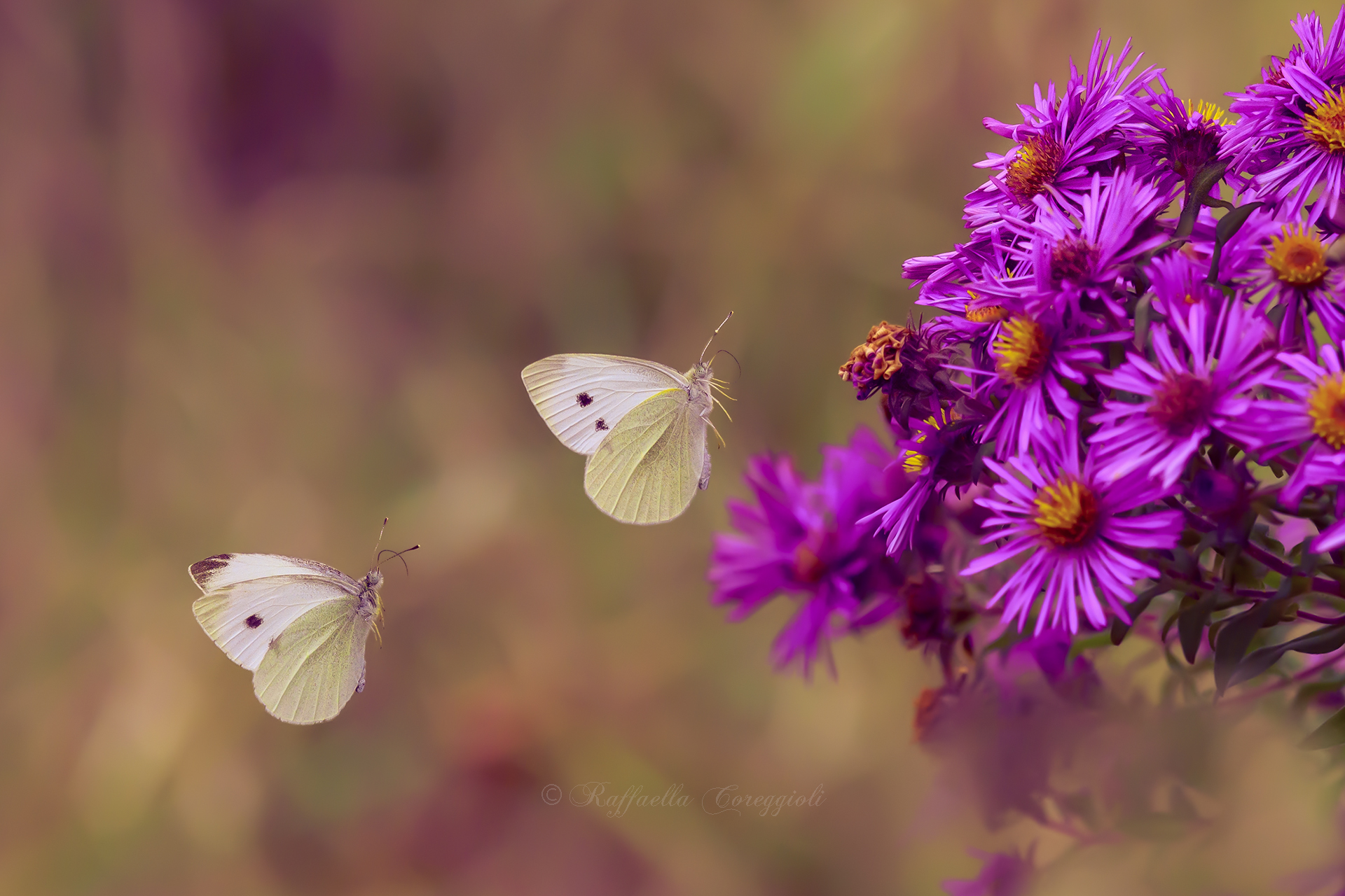 A gluttonous finish line