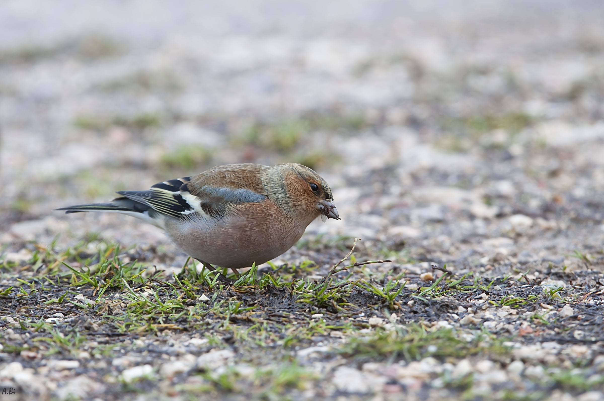 Chaffinch