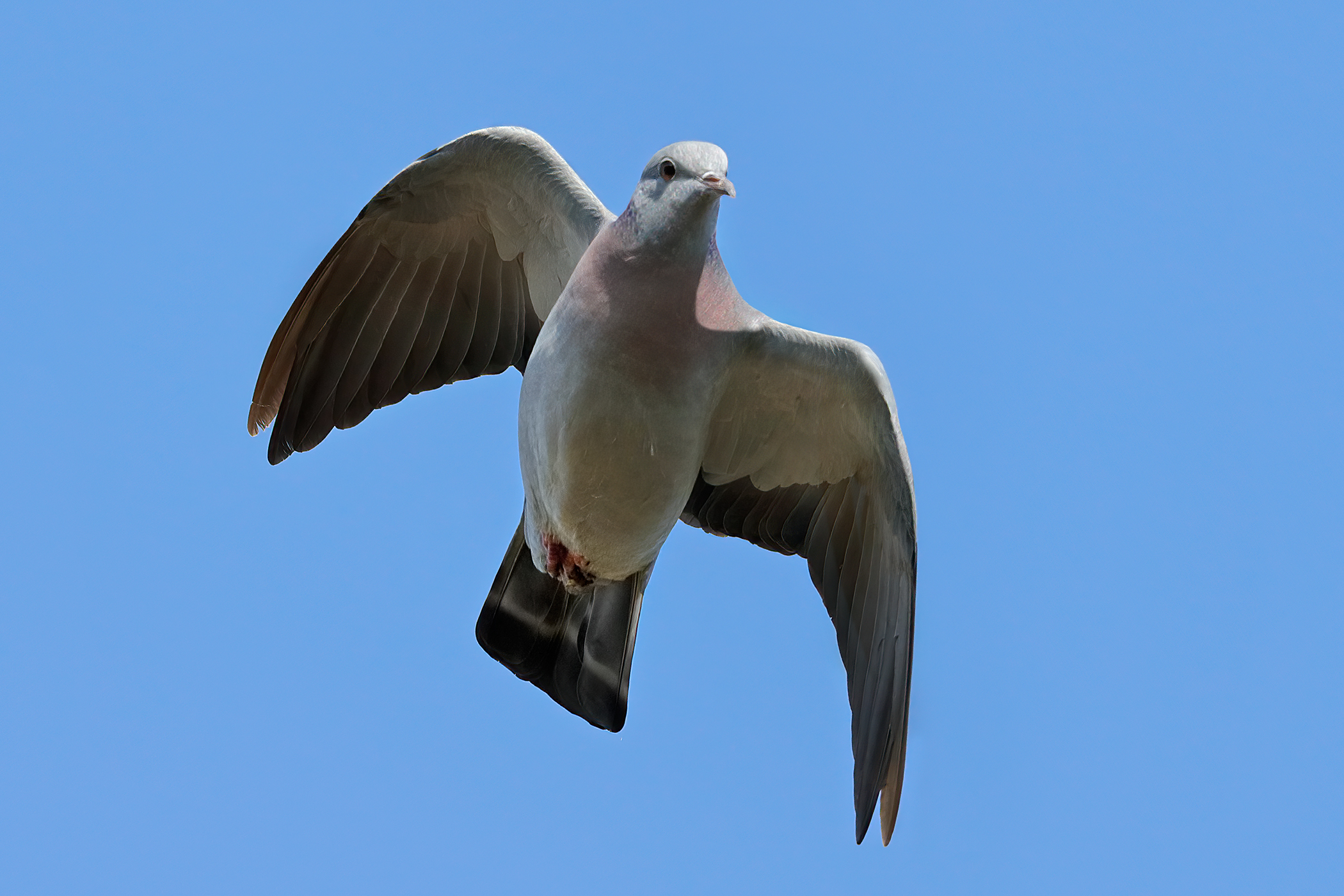 Colombella, Colombella