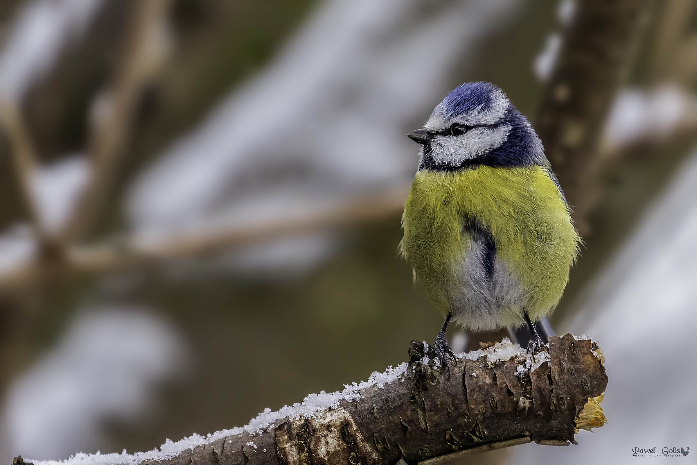 Tit blu eurasiatico (Cianistes caeruleus)
