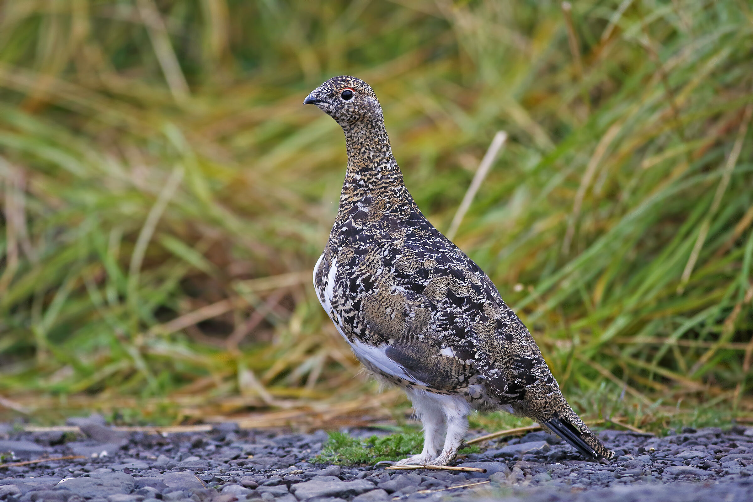 White partridge