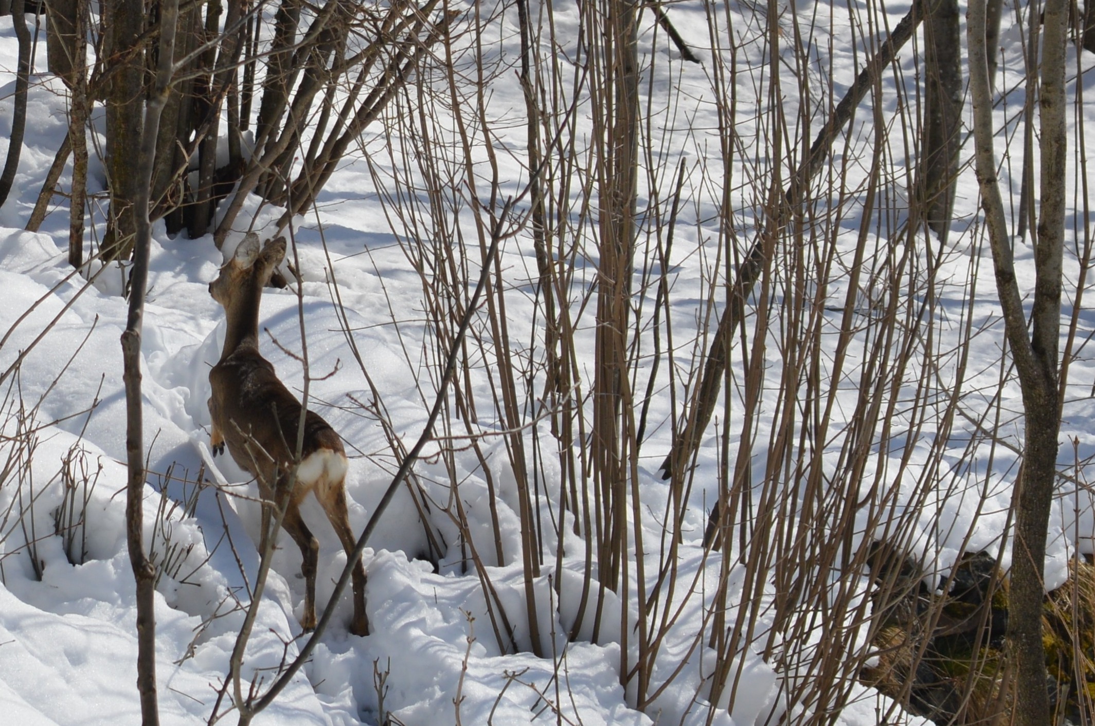 Roe deer in the snow