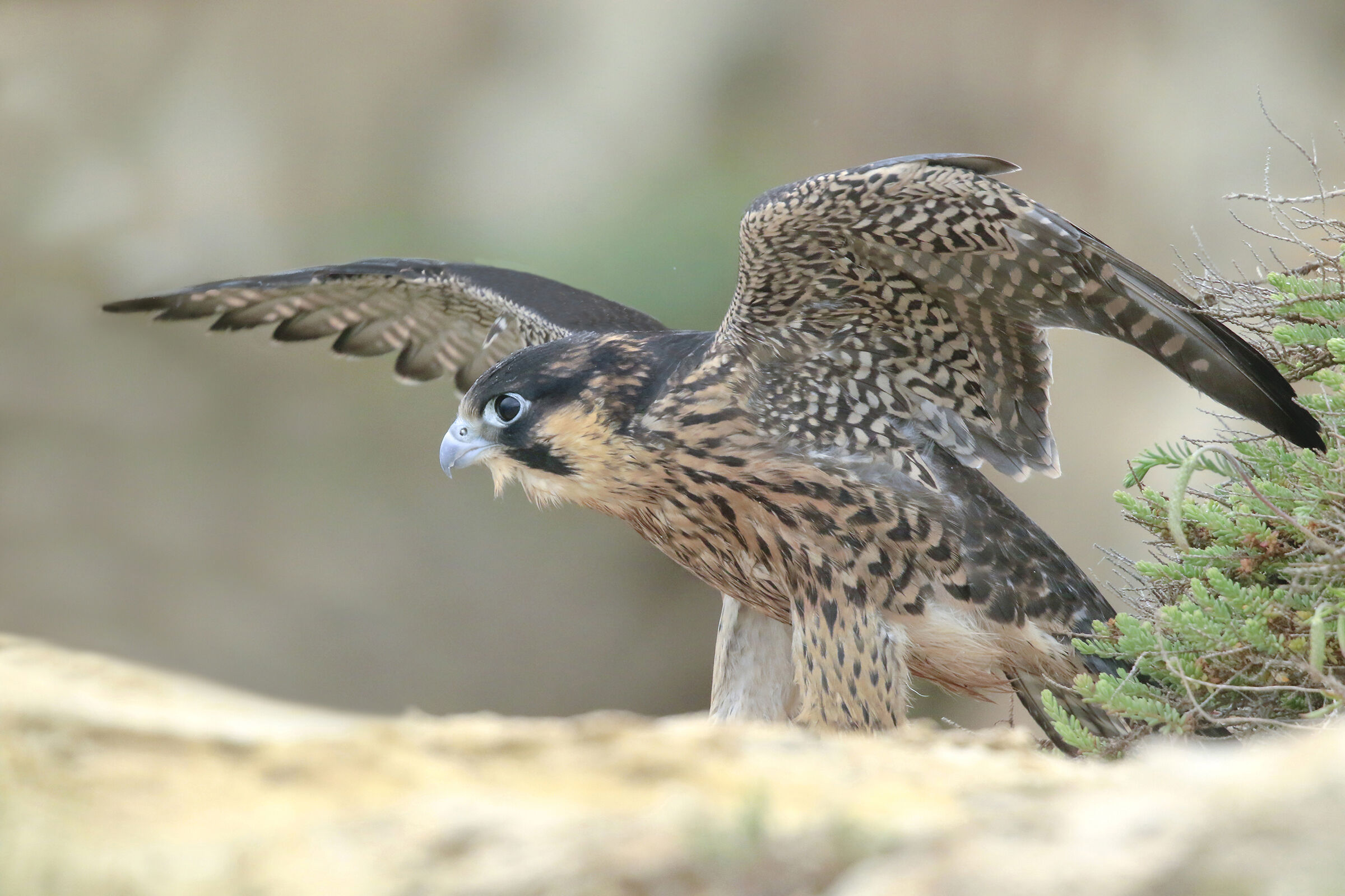 subadult peregrine falcon